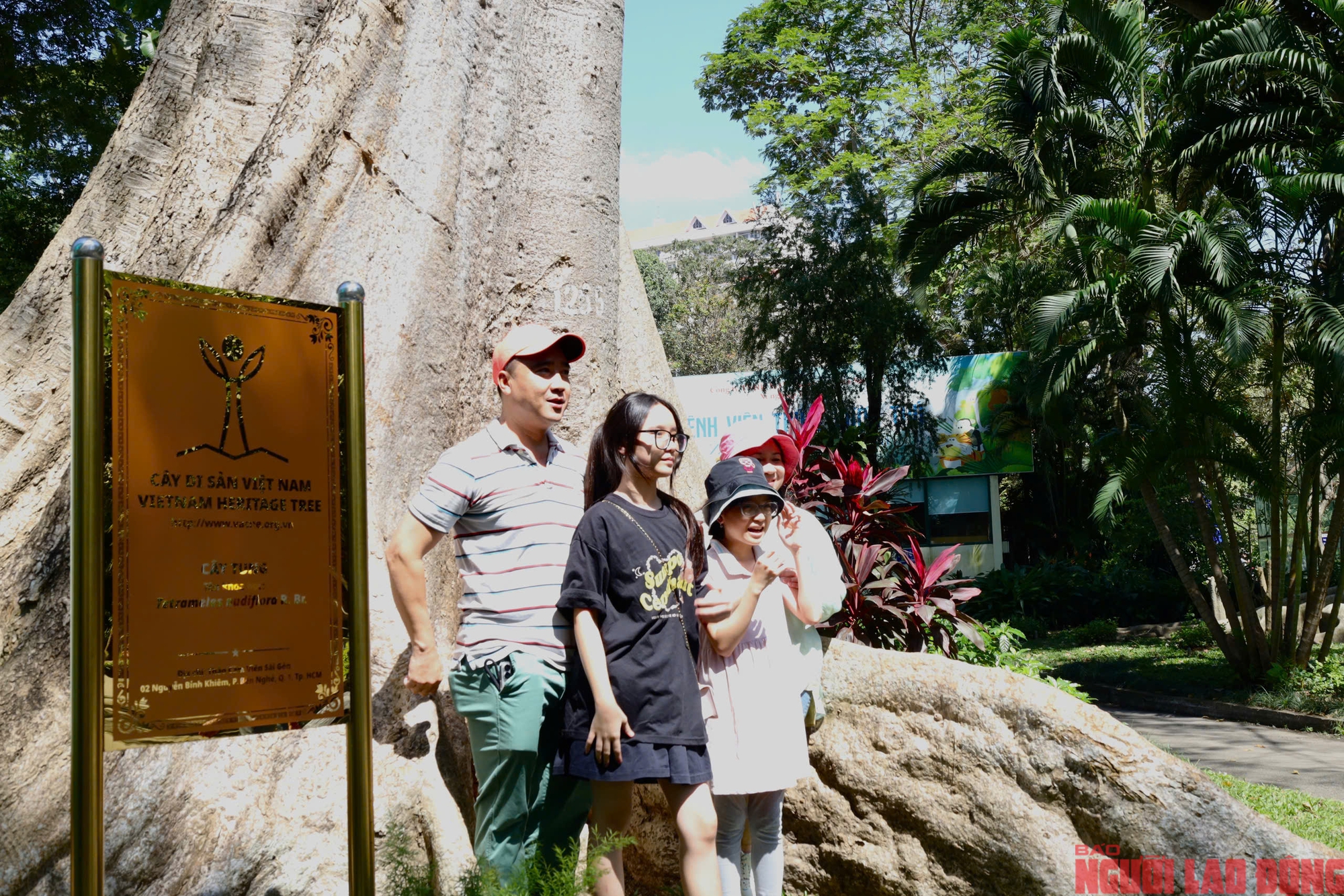 Kebun Binatang dan Kebun Raya: 8 pohon warisan menceritakan kisah sejarah alam - Foto 10. Thảo Cầm Viên: 8 cây di sản kể chuyện lịch sử thiên nhiên- Ảnh 10.