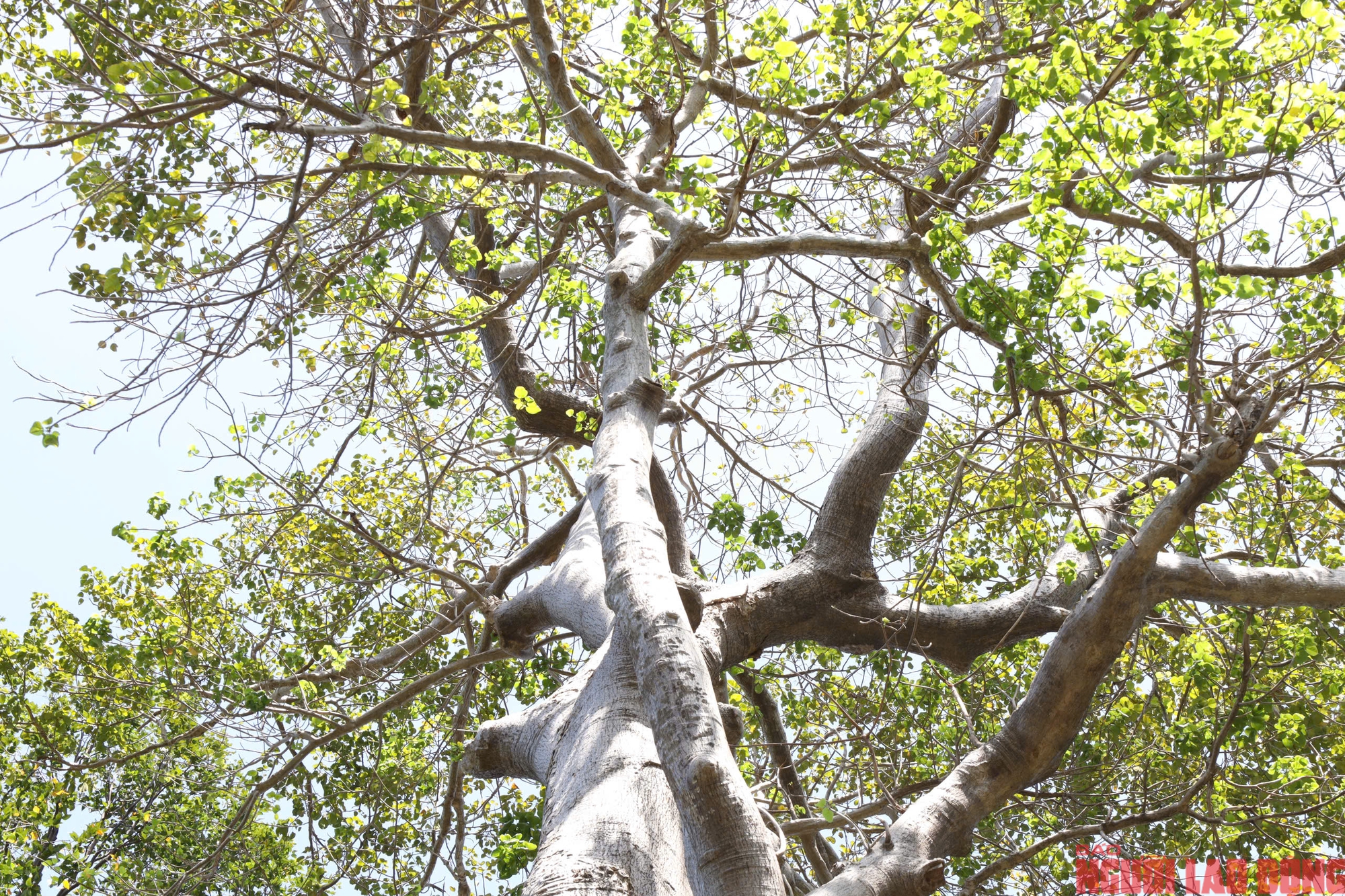 Kebun Binatang dan Kebun Raya: 8 pohon warisan menceritakan kisah sejarah alam - Foto 11. Thảo Cầm Viên: 8 cây di sản kể chuyện lịch sử thiên nhiên- Ảnh 11.