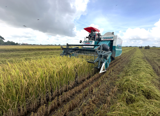 Nông dân huyện Vĩnh Thạnh thu hoạch lúa. Dự kiến, 3 khu nông nghiệp ứng dụng công nghệ cao sẽ được xây dựng tại huyện này