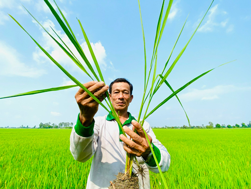 Người Việt trân trọng gọi lúa gạo là hạt ngọc, là một giá trị cốt lõi của nền văn minh nông nghiệp Ảnh: LÊ HOÀNG VŨ