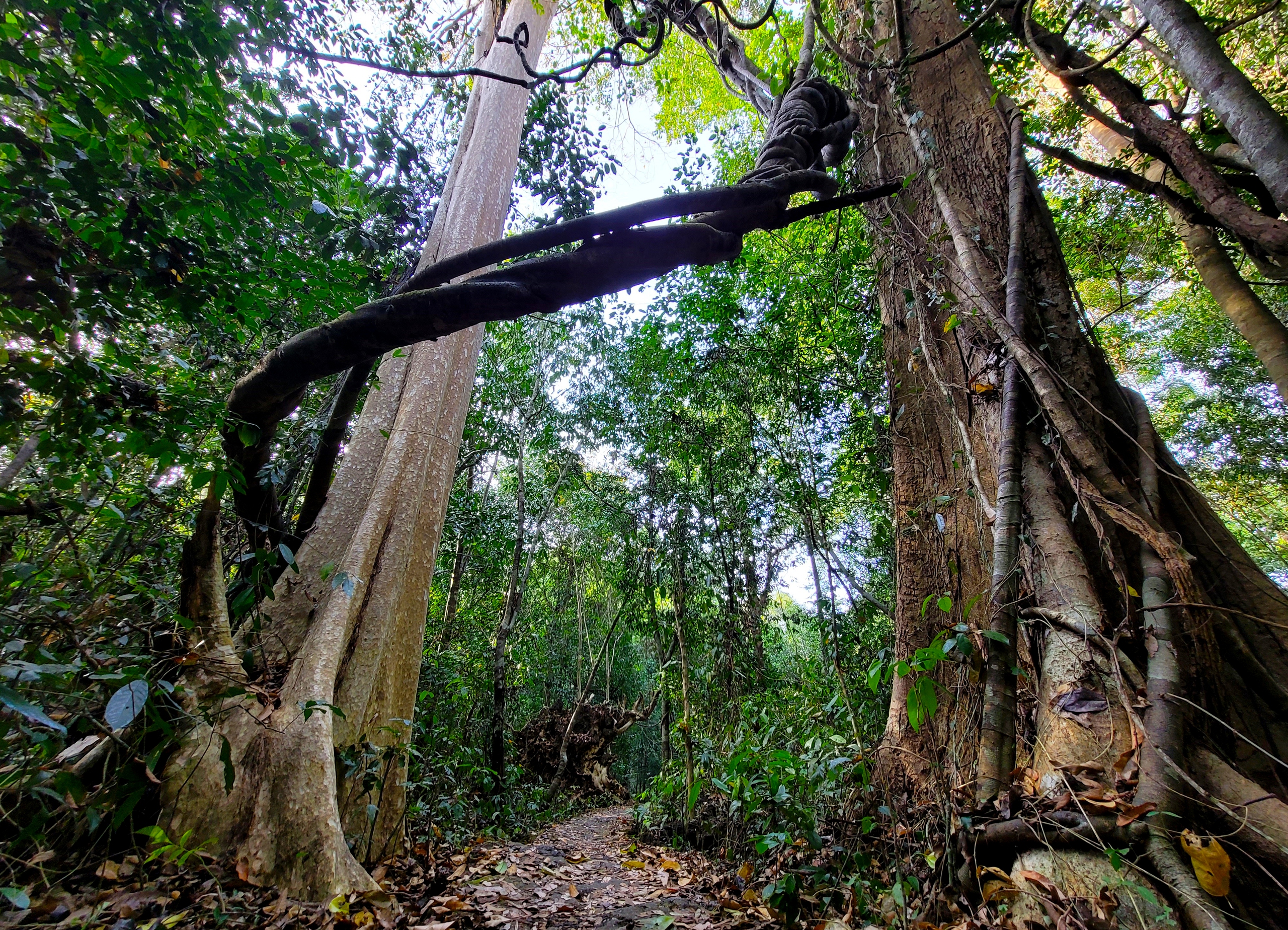 Xuyên rừng ngắm "bảo vật" của Vườn quốc gia Cát Tiên- Ảnh 6.