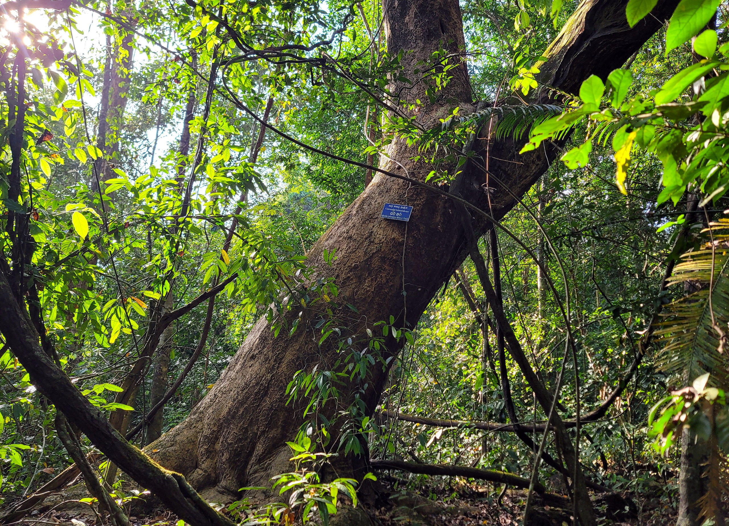 Xuyên rừng ngắm "bảo vật" của Vườn quốc gia Cát Tiên- Ảnh 7.