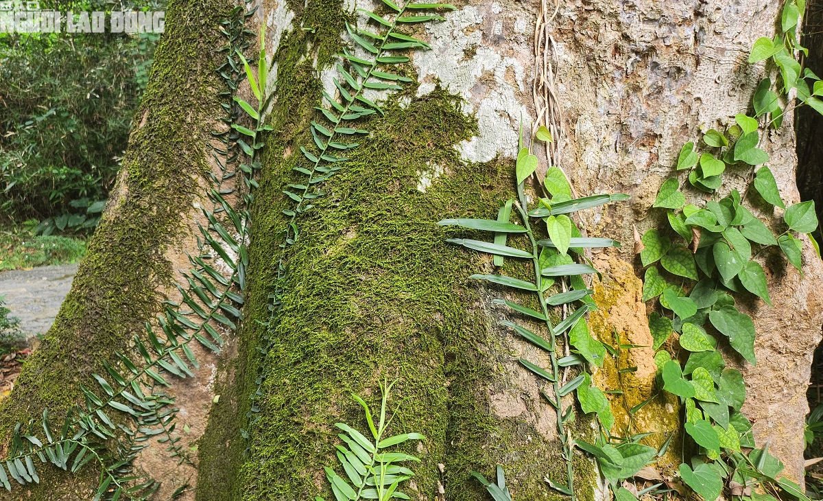 Cây di sản 600 năm tuổi ở rừng Lam Kinh- Ảnh 7.