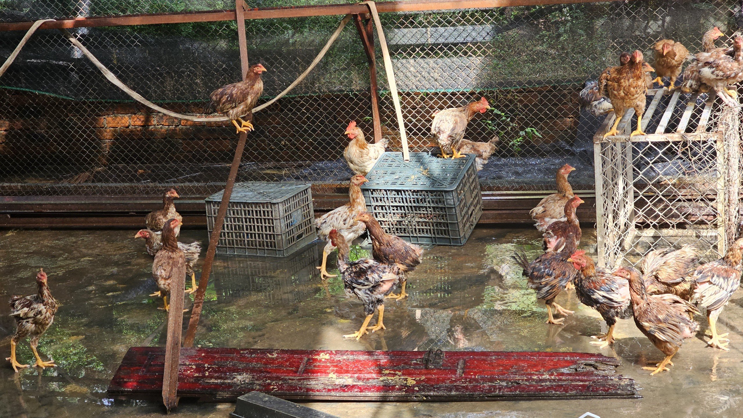 Kết luận vụ gà "đi lạc" vào nhà người thân chủ tịch xã ở Quảng Nam- Ảnh 1.