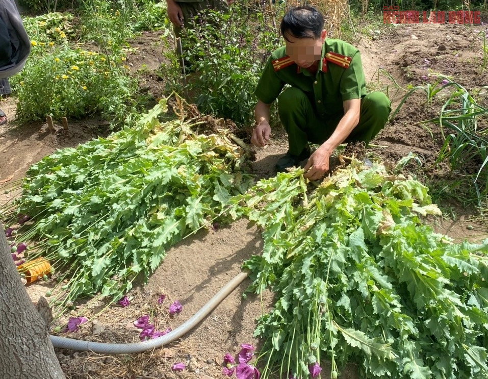 Kiểm tra vườn rau, công an phát hiện cả vườn thuốc phiện - Tri Thức ...