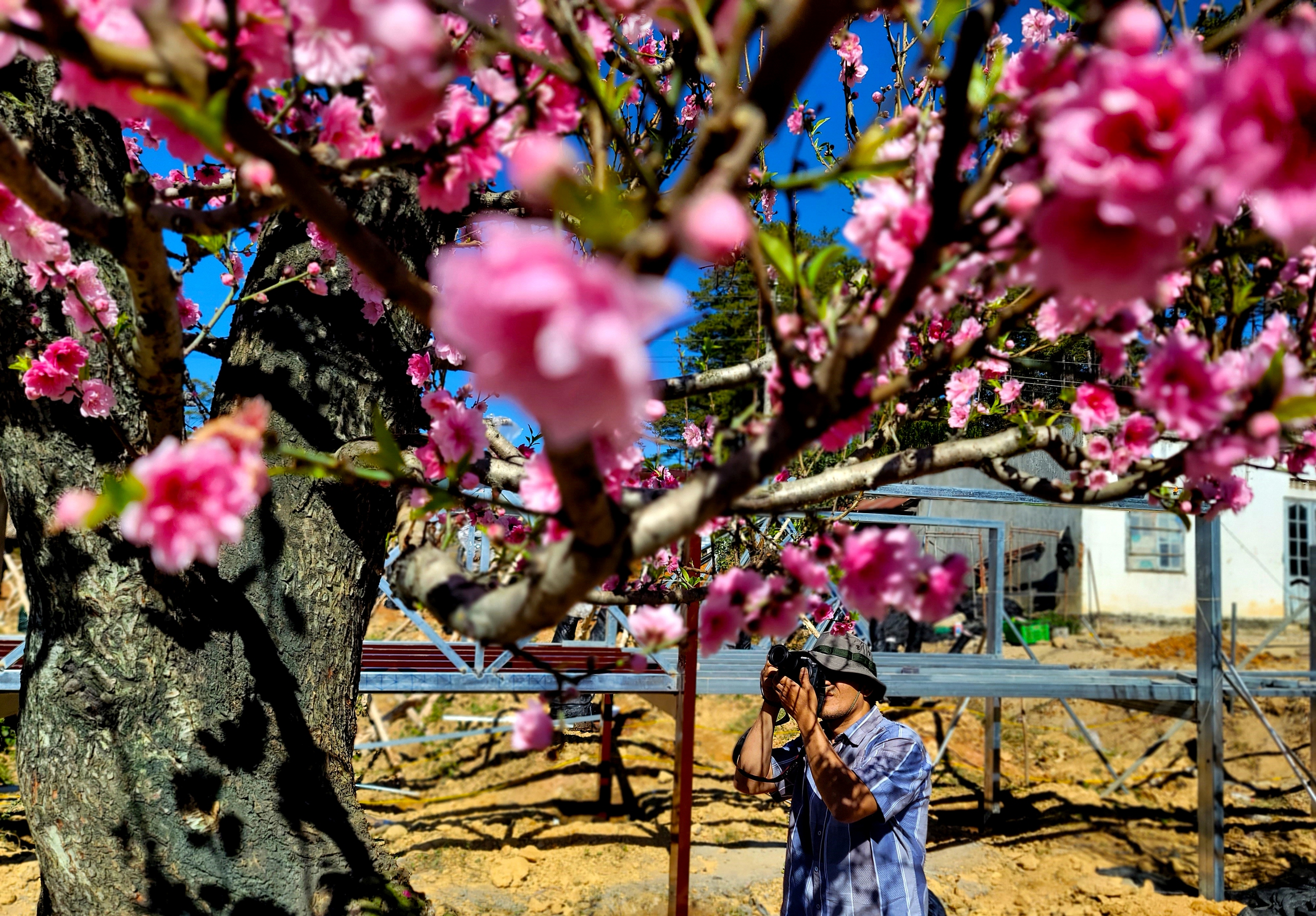 Ngắm vườn đào cổ thụ Tây Bắc quý hiếm trong mùa xuân Lâm Đồng- Ảnh 15.