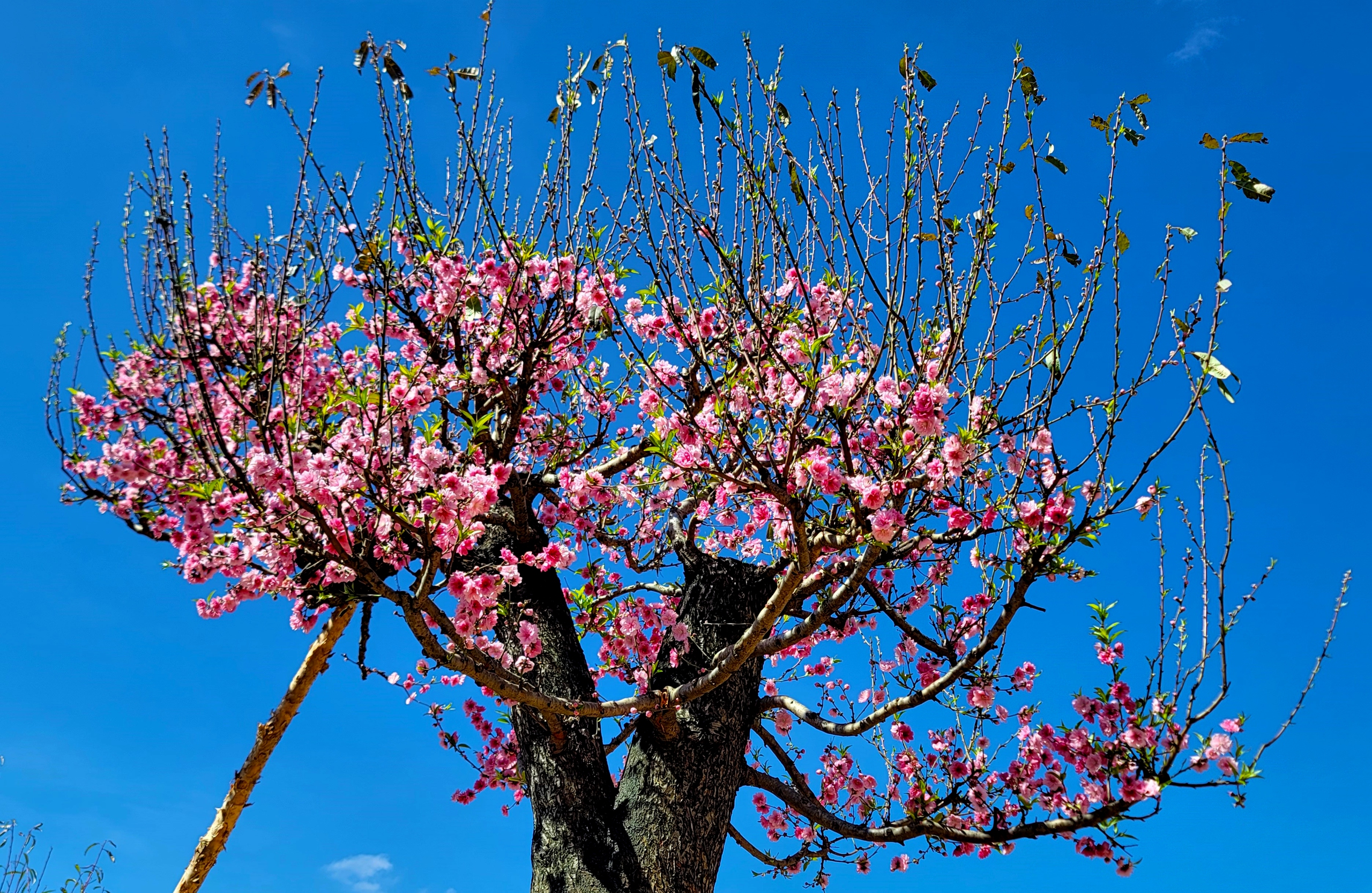 Ngắm vườn đào cổ thụ Tây Bắc quý hiếm trong mùa xuân Lâm Đồng- Ảnh 2.