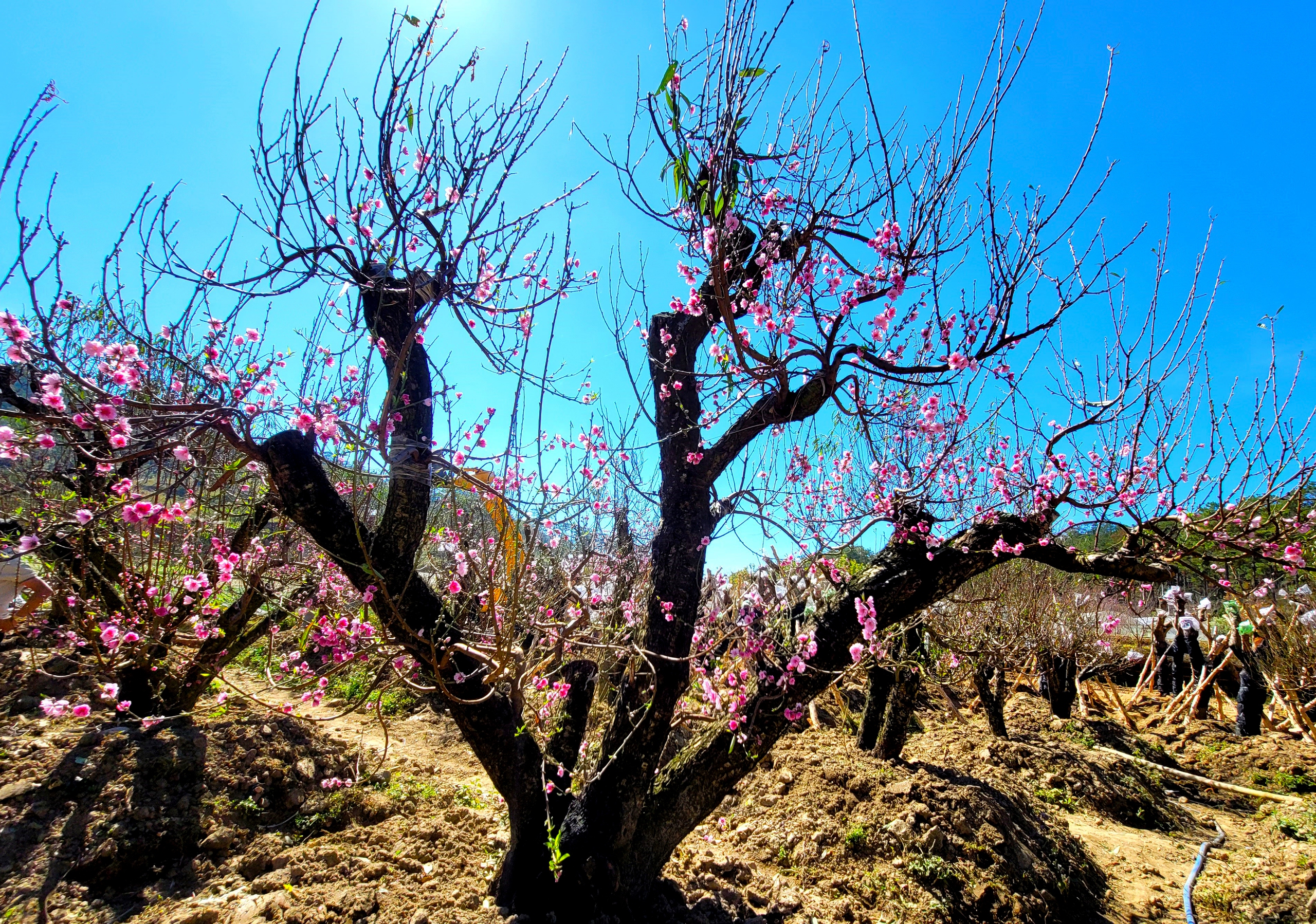 Ngắm vườn đào cổ thụ Tây Bắc quý hiếm trong mùa xuân Lâm Đồng- Ảnh 7.