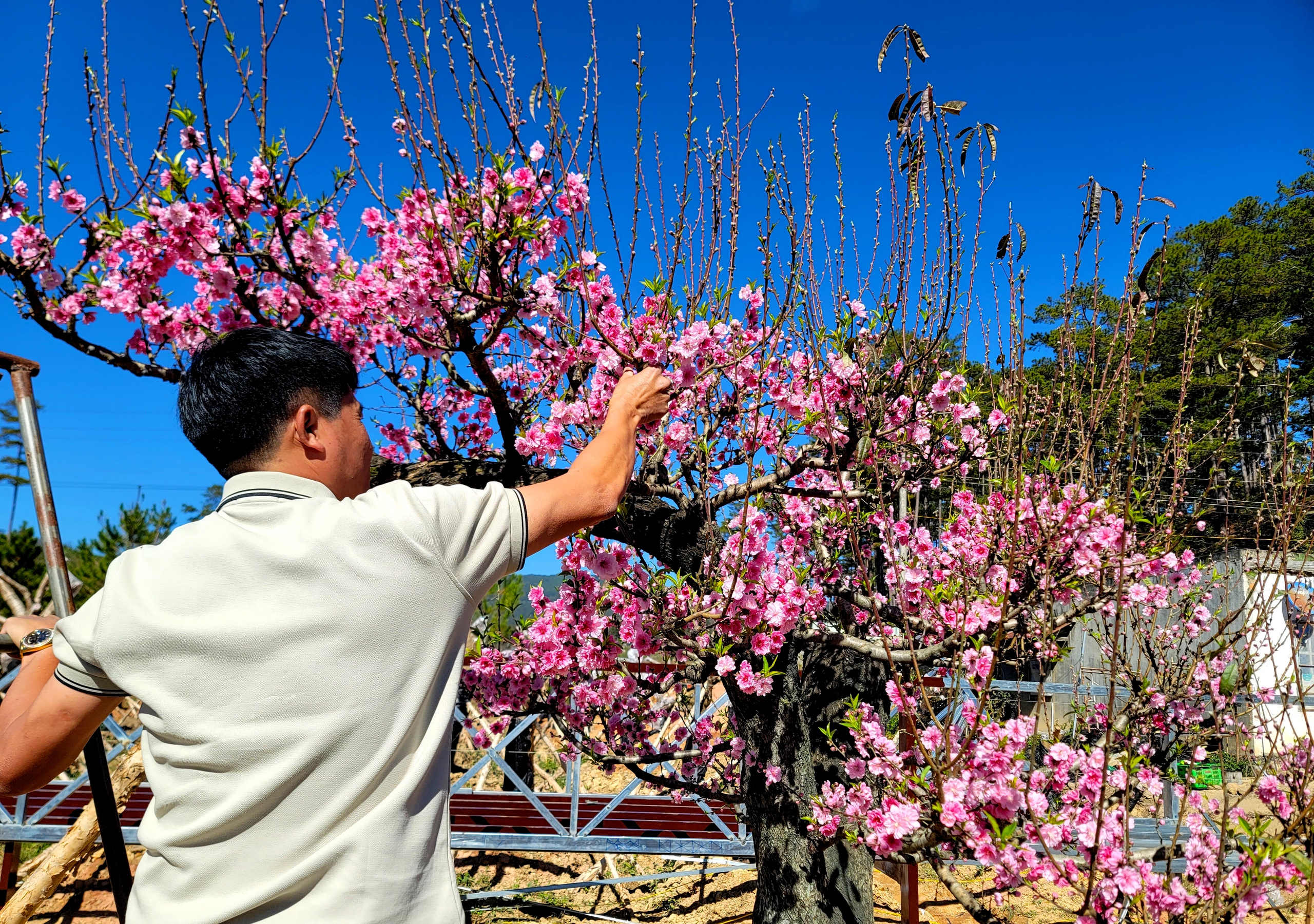 Ngắm vườn đào cổ thụ Tây Bắc quý hiếm trong mùa xuân Lâm Đồng- Ảnh 9.