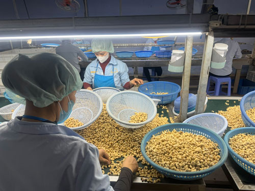 Nhà máy chế biến điều xuất khẩu tại tỉnh Khánh Hòa Ảnh: LONG GIANG