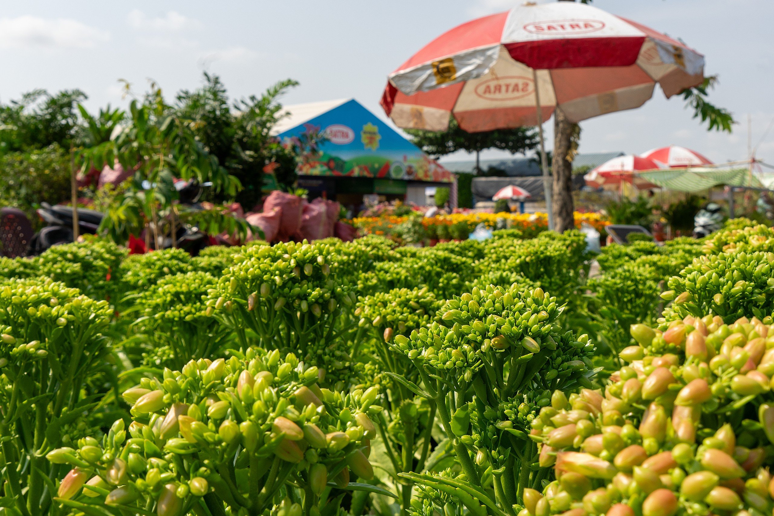 Khai mạc chợ hoa xuân giá "hạt dẻ"- Ảnh 4.