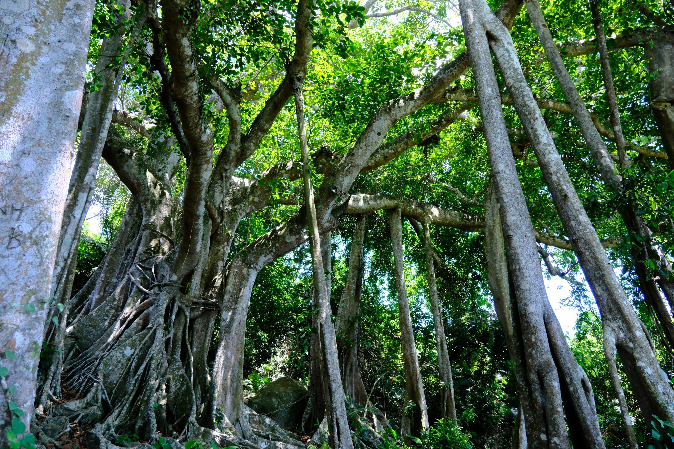 Choáng mắt với cây đa hơn 800 năm tuổi ở Sơn Trà- Ảnh 2.
