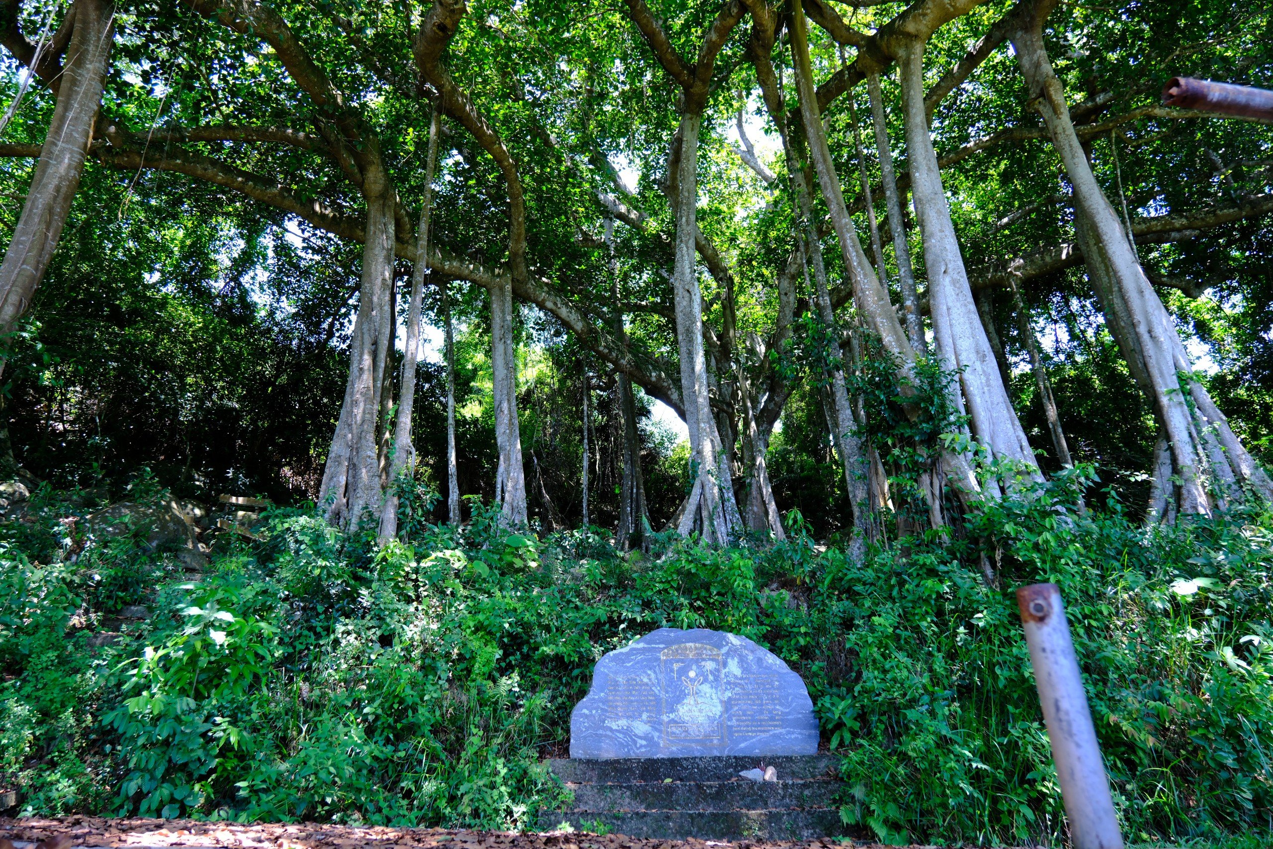 Choáng mắt với cây đa hơn 800 năm tuổi ở Sơn Trà- Ảnh 3.