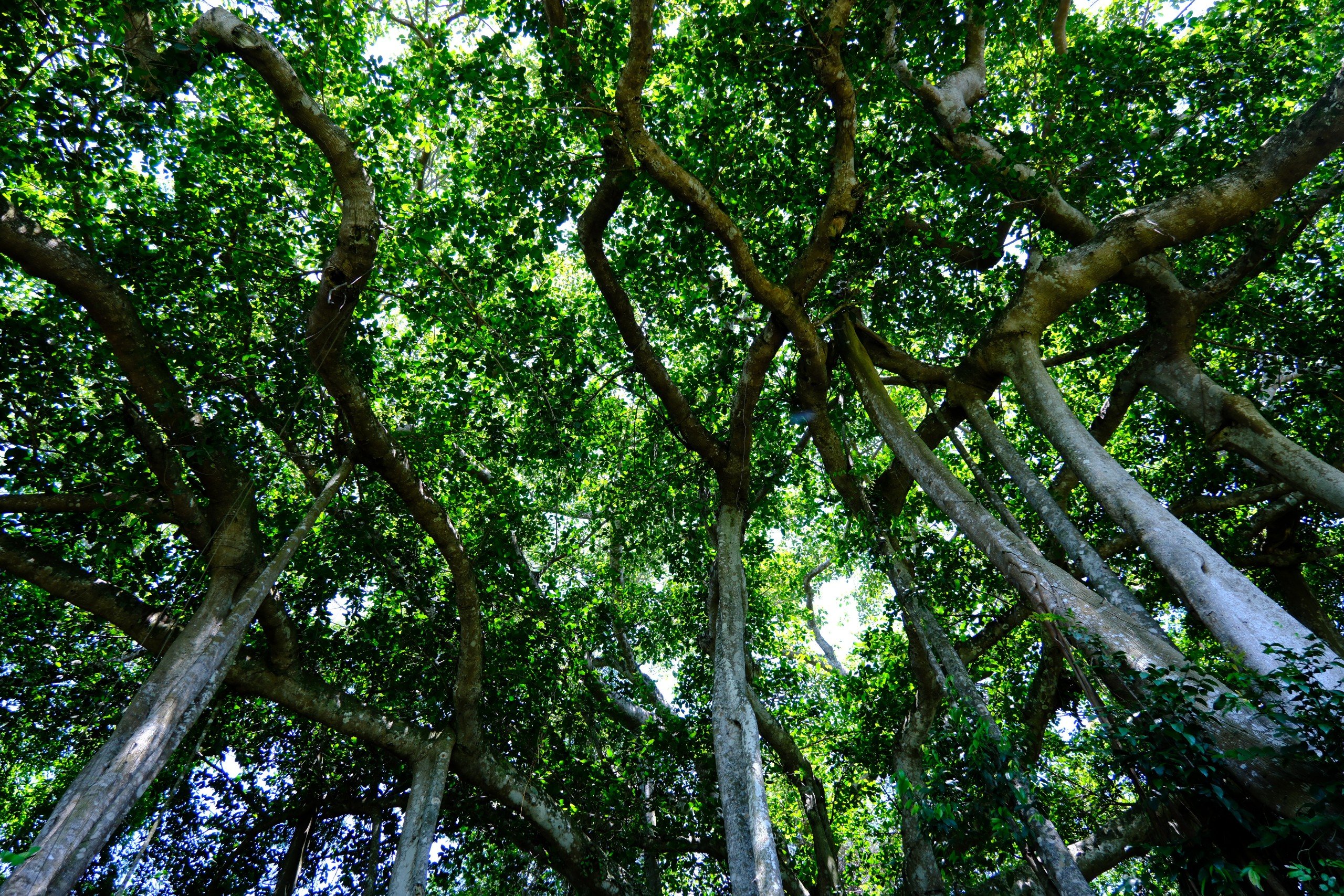 Choáng mắt với cây đa hơn 800 năm tuổi ở Sơn Trà- Ảnh 4.