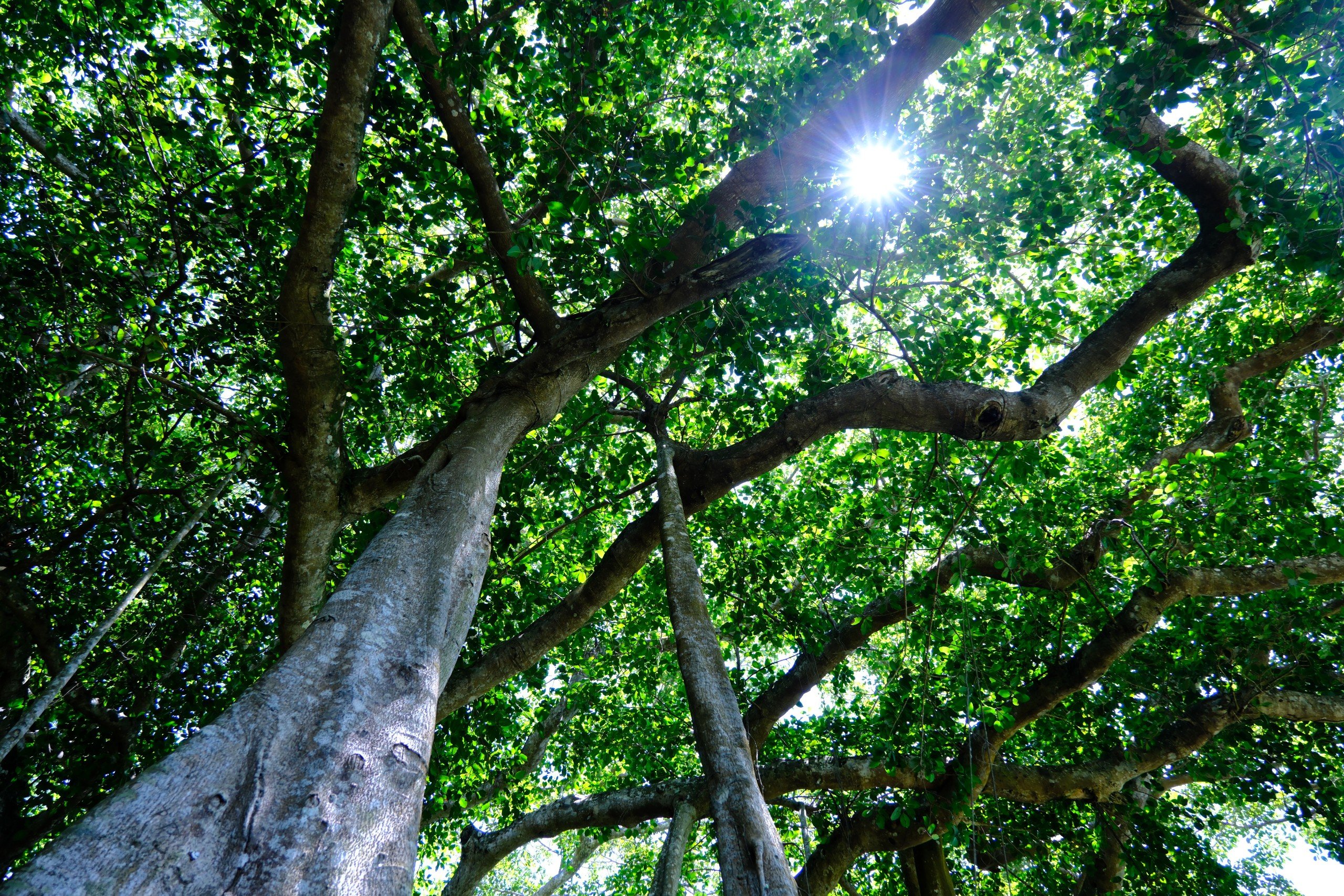 Choáng mắt với cây đa hơn 800 năm tuổi ở Sơn Trà- Ảnh 5.