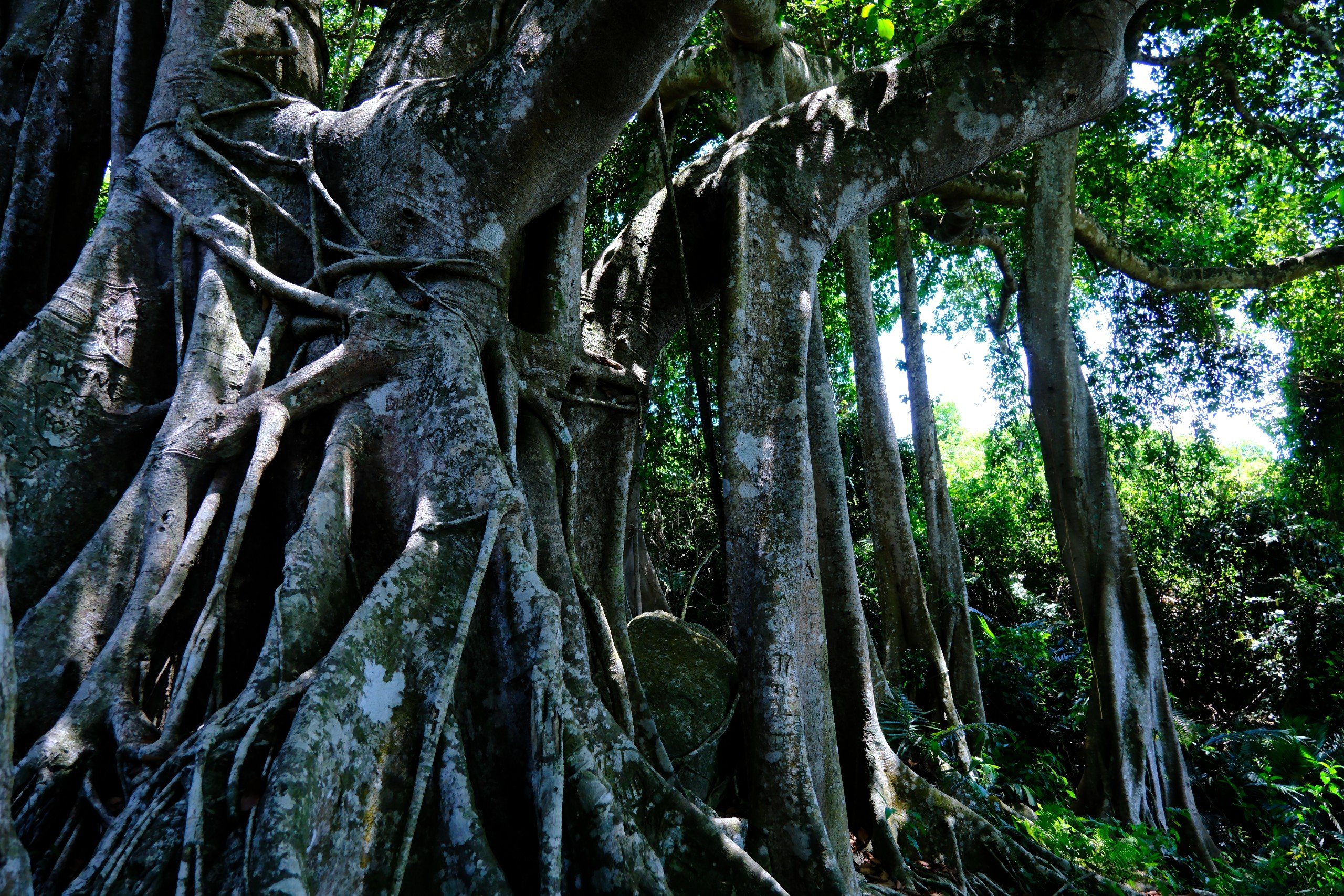 Choáng mắt với cây đa hơn 800 năm tuổi ở Sơn Trà- Ảnh 6.