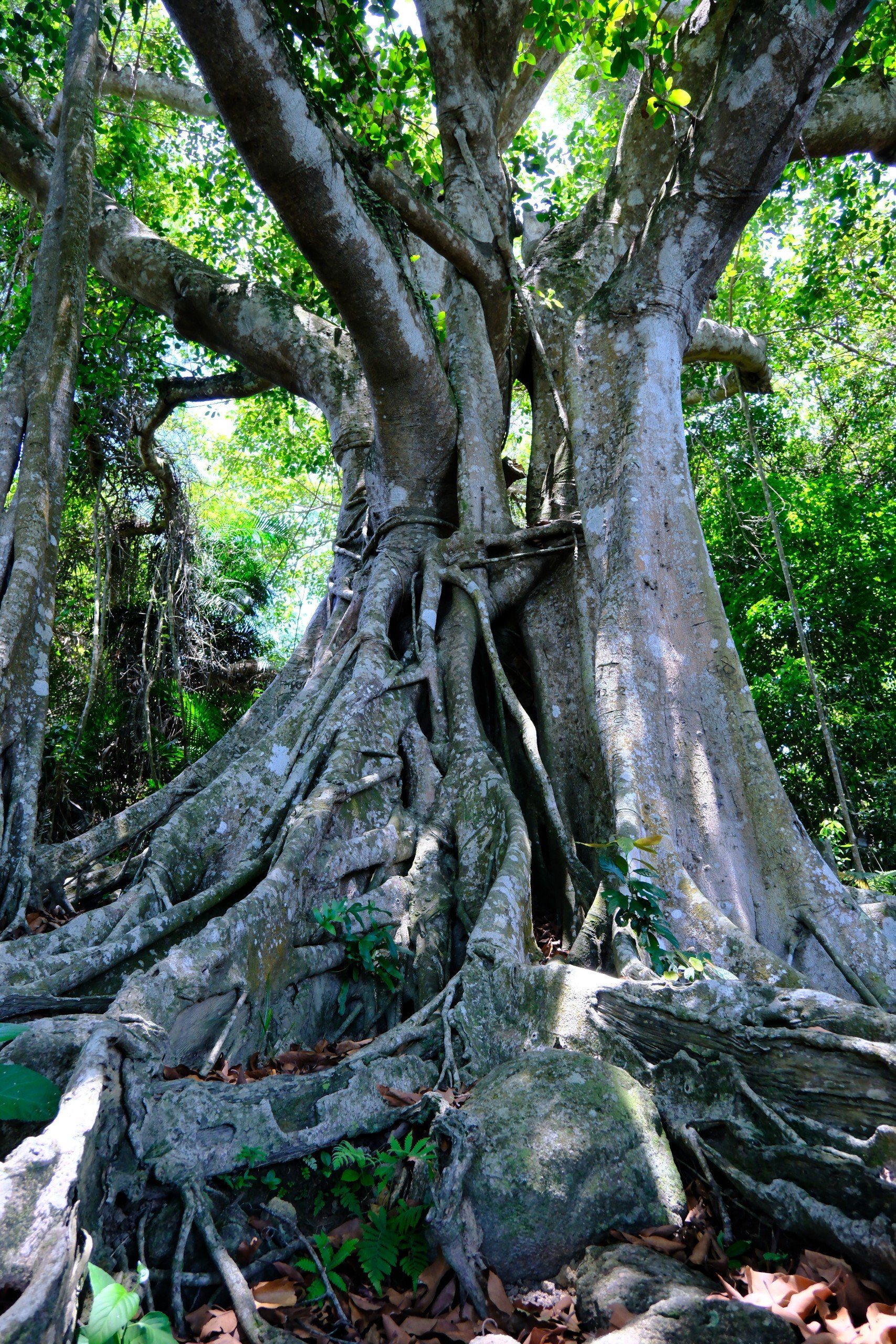 Choáng mắt với cây đa hơn 800 năm tuổi ở Sơn Trà- Ảnh 7.