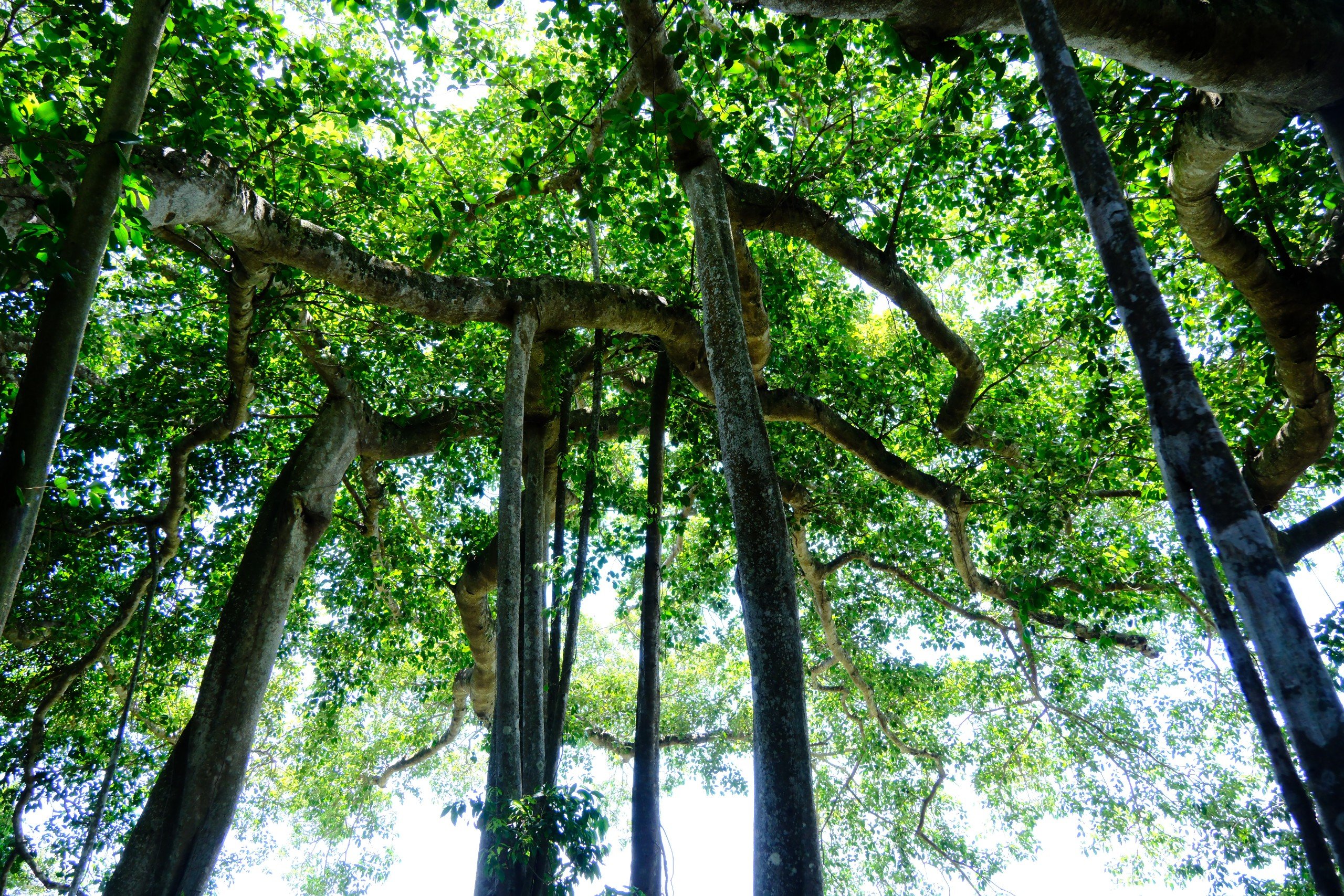 Choáng mắt với cây đa hơn 800 năm tuổi ở Sơn Trà- Ảnh 9.