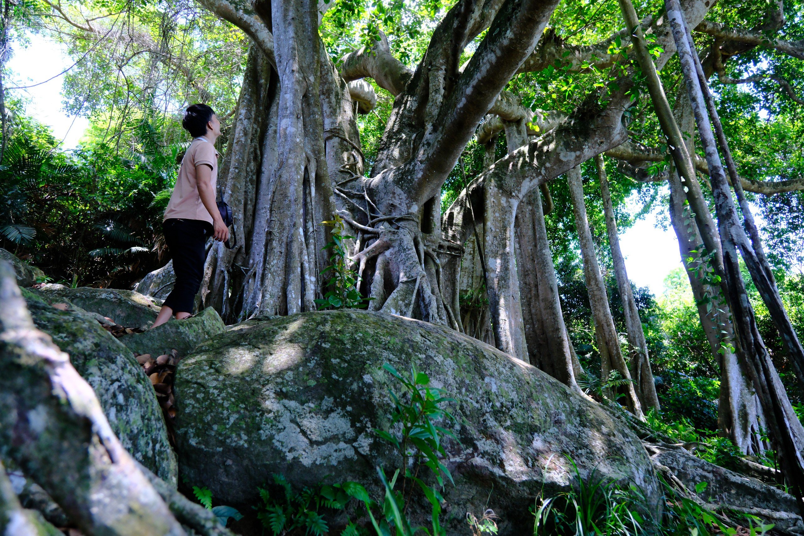 Choáng mắt với cây đa hơn 800 năm tuổi ở Sơn Trà- Ảnh 8.