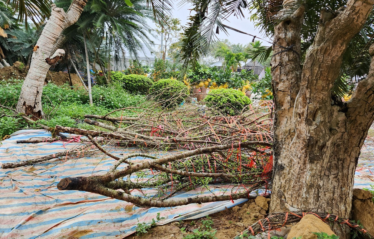 Đào rừng vứt thành đống trên phố chiều 30 Tết