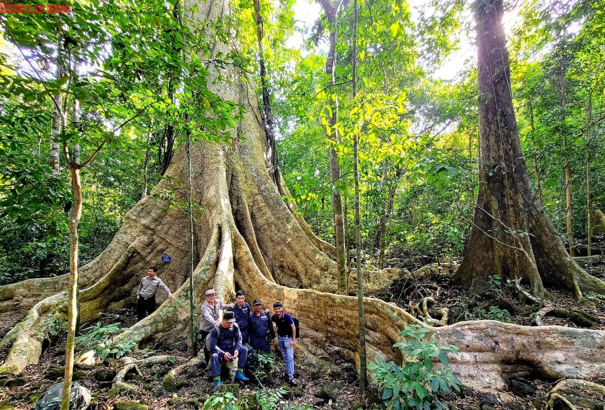 Thăm "cụ" Tung khổng lồ 500 tuổi trong Vườn quốc gia Cát Tiên- Ảnh 3.