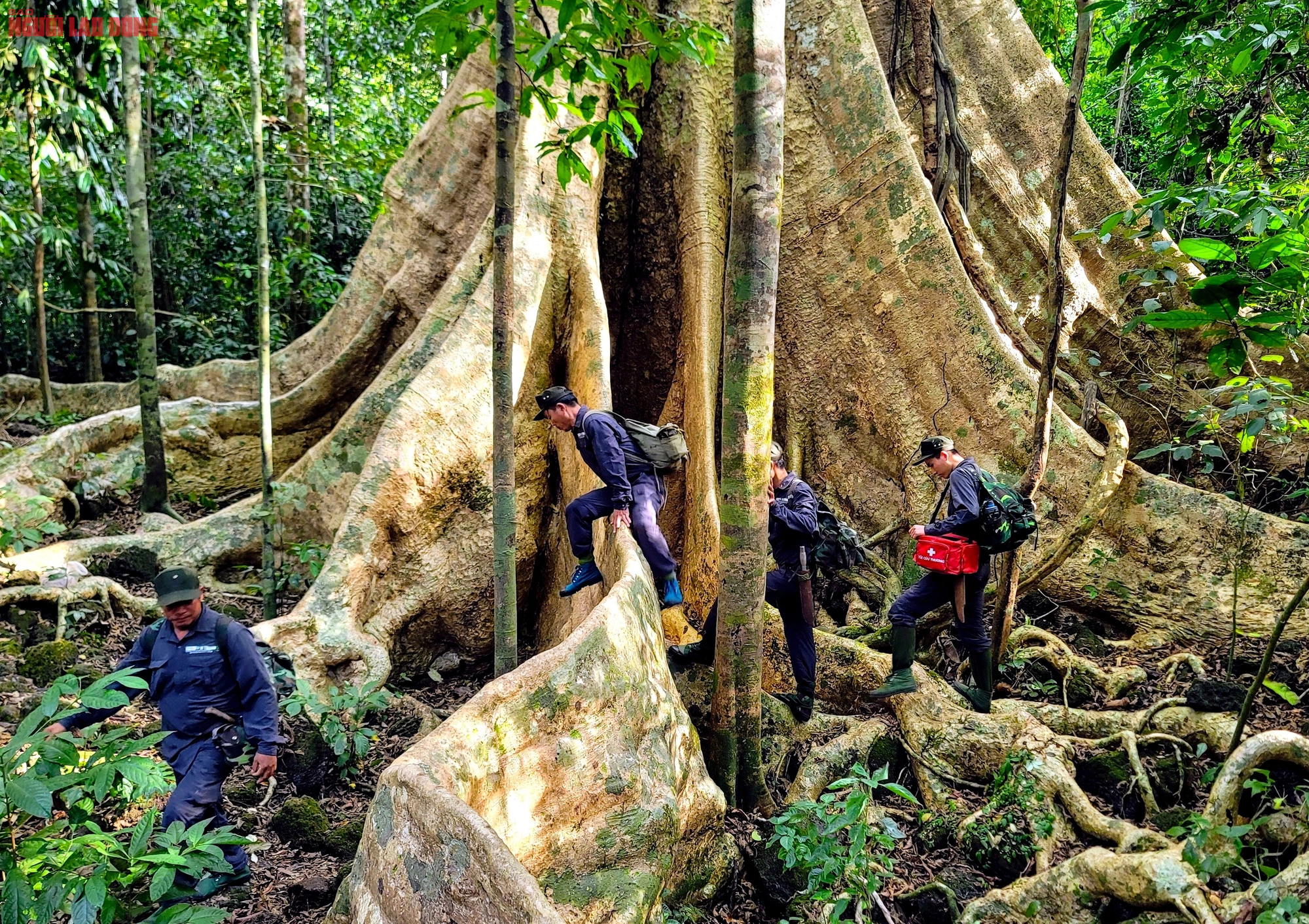 Thăm "cụ" Tung khổng lồ 500 tuổi trong Vườn quốc gia Cát Tiên- Ảnh 4.