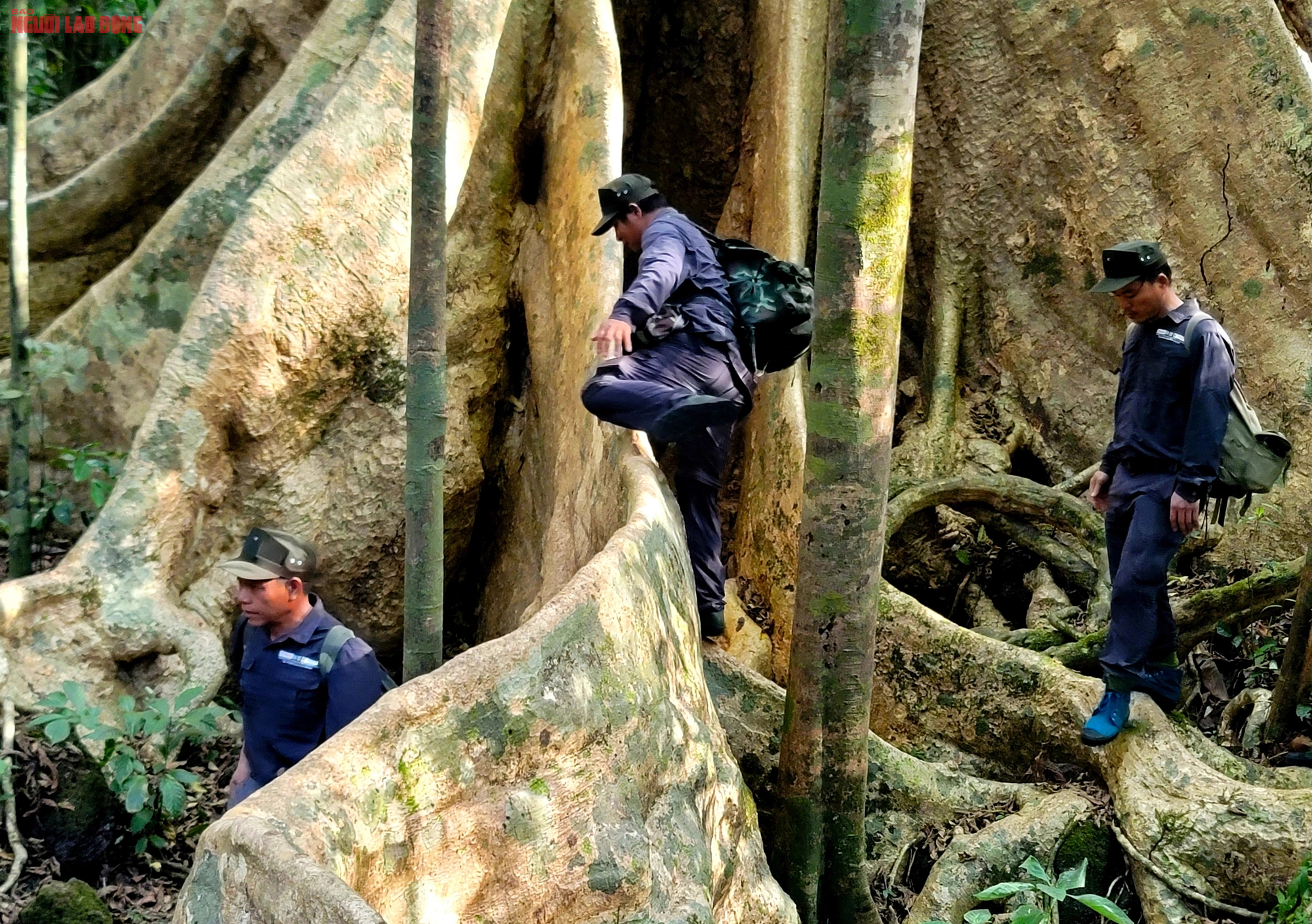 Thăm "cụ" Tung khổng lồ 500 tuổi trong Vườn quốc gia Cát Tiên- Ảnh 5.