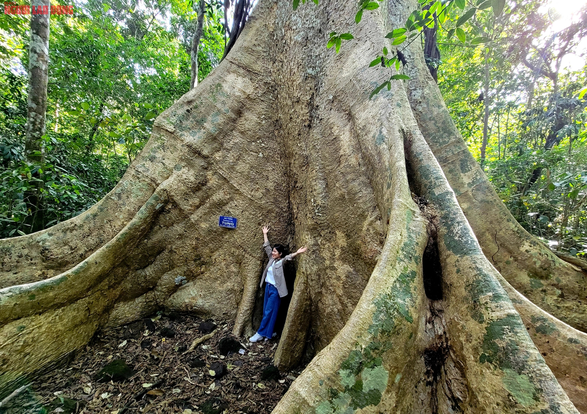 Thăm "cụ" Tung khổng lồ 500 tuổi trong Vườn quốc gia Cát Tiên- Ảnh 7.