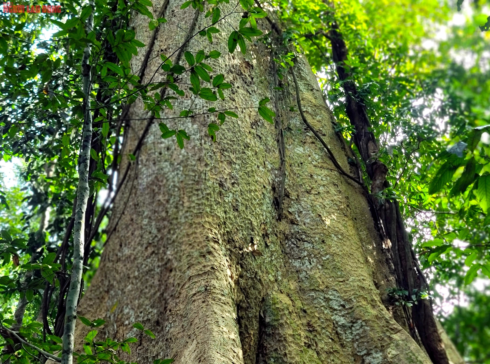 Thăm "cụ" Tung khổng lồ 500 tuổi trong Vườn quốc gia Cát Tiên- Ảnh 8.