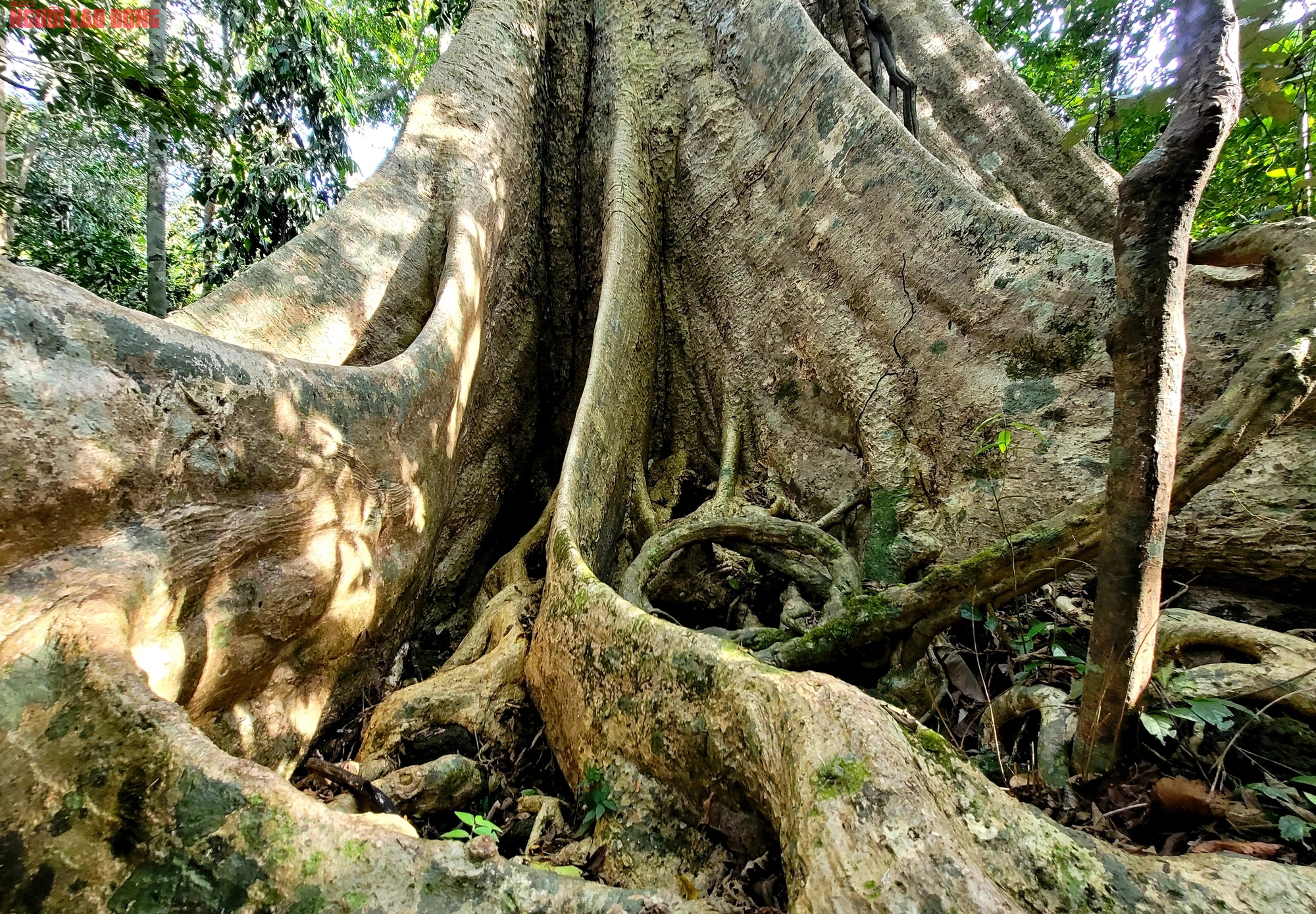 Thăm "cụ" Tung khổng lồ 500 tuổi trong Vườn quốc gia Cát Tiên- Ảnh 10.