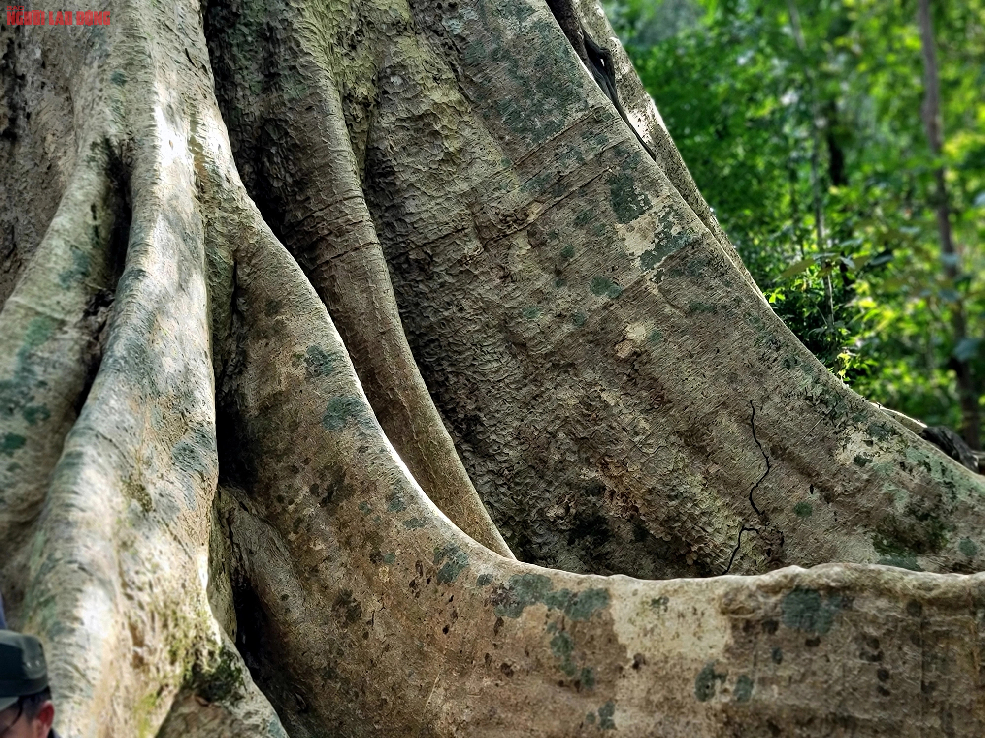 Thăm "cụ" Tung khổng lồ 500 tuổi trong Vườn quốc gia Cát Tiên- Ảnh 11.