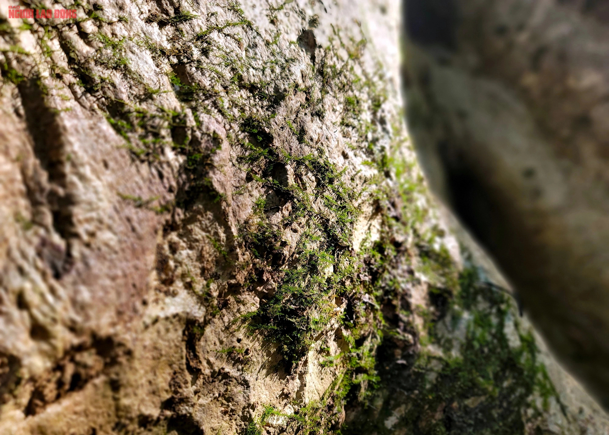 Thăm "cụ" Tung khổng lồ 500 tuổi trong Vườn quốc gia Cát Tiên- Ảnh 13.