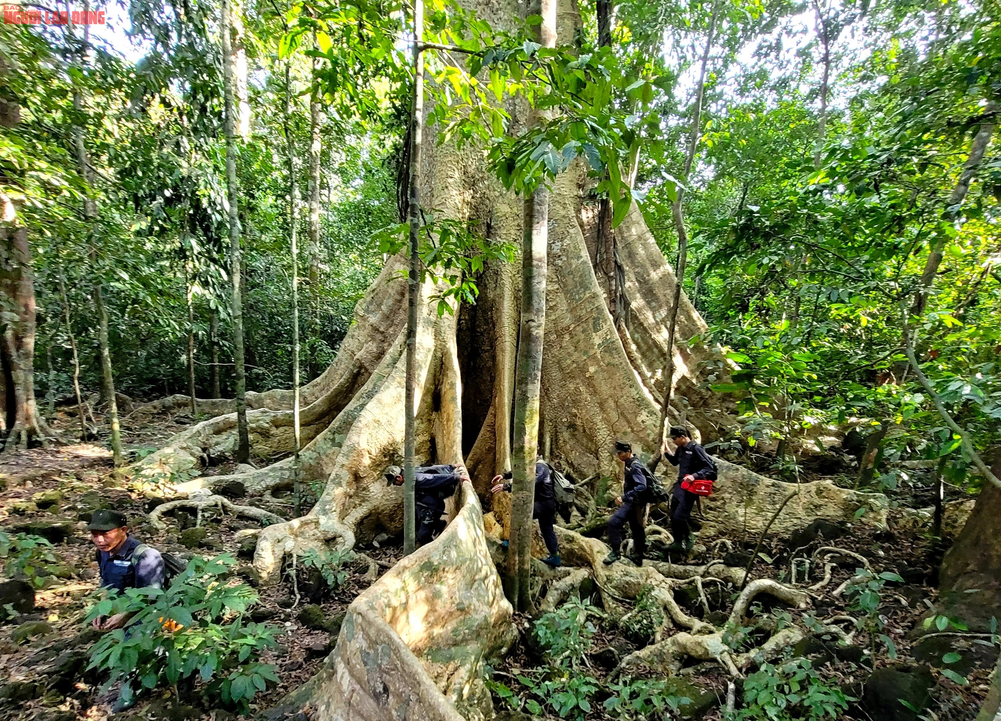 Thăm "cụ" Tung khổng lồ 500 tuổi trong Vườn quốc gia Cát Tiên- Ảnh 15.