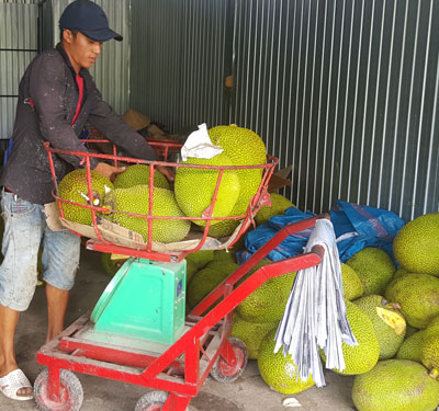 Giá mít Thái ở ĐBSCL đang tăng cao Giá mít Thái ở ĐBSCL đang tăng cao