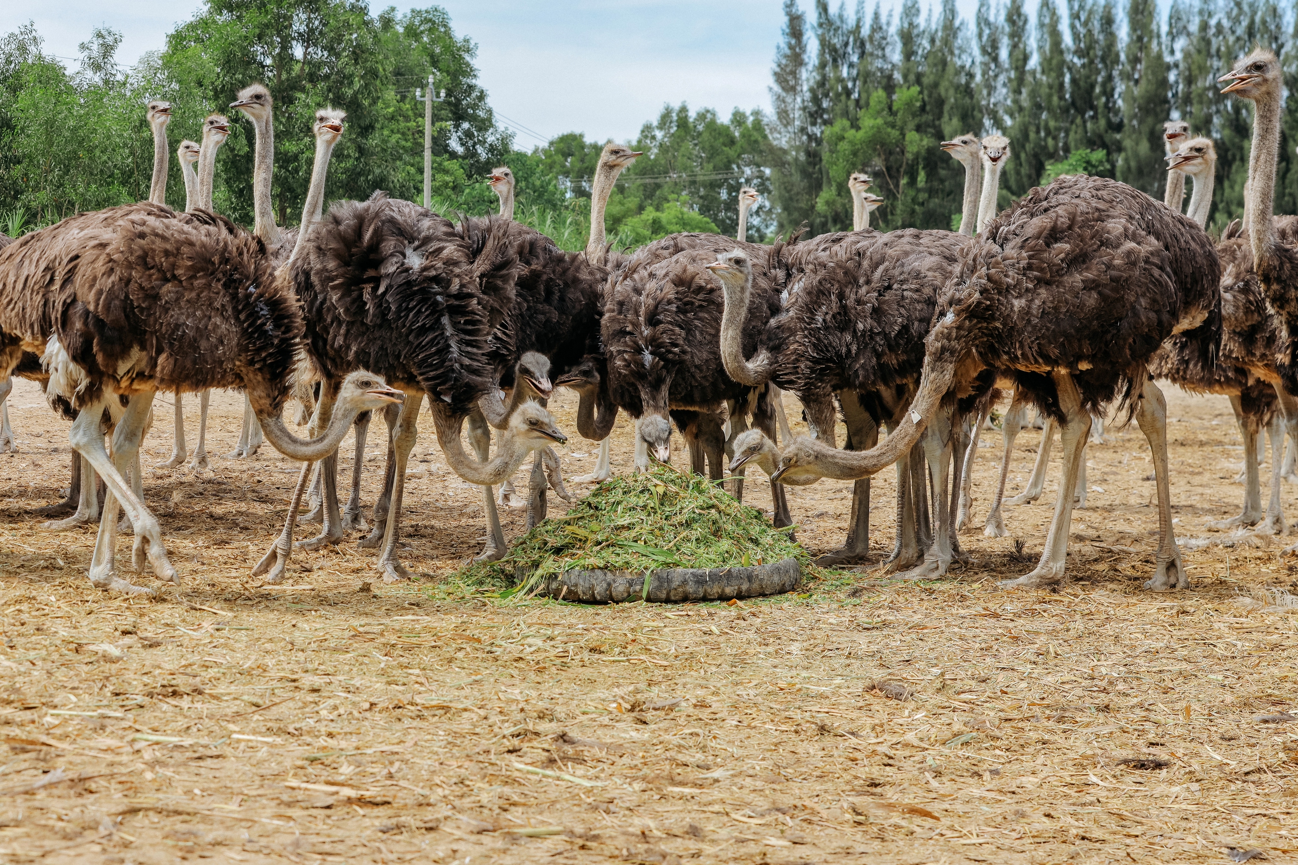 Cận cảnh ấp đà điểu châu Phi ở trại giống lớn nhất nước- Ảnh 20.