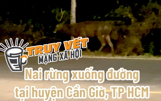 Xôn xao thông tin con nai to bằng con bò xuất hiện ở Rừng Sác