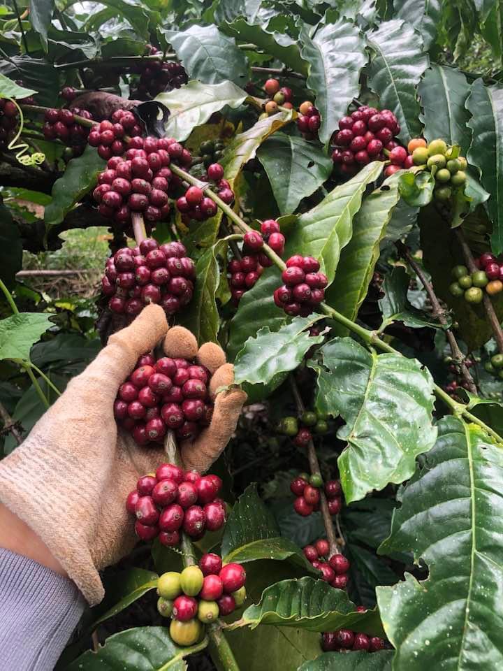 Khởi nghiệp trồng cà phê Tây Nguyên- Ảnh 4.
