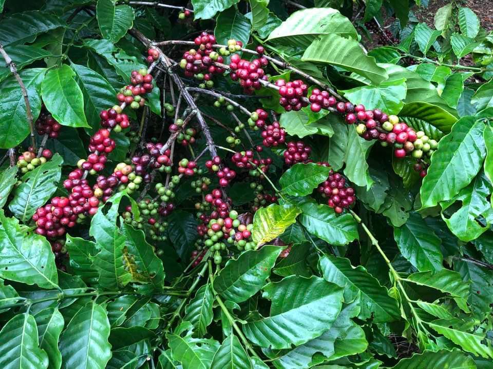 Khởi nghiệp trồng cà phê Tây Nguyên- Ảnh 7.