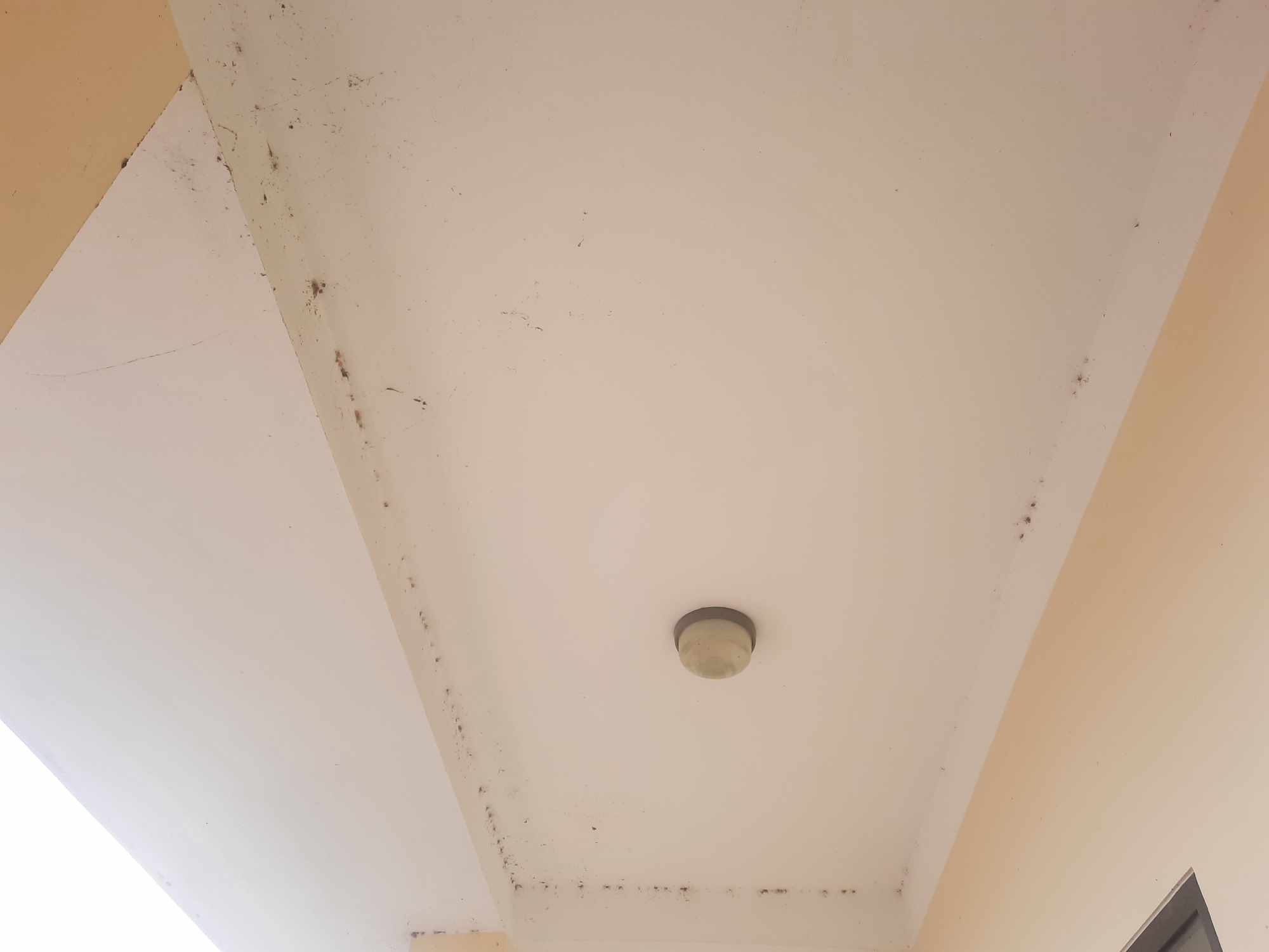 Trạm kiểm dịch động vật gần 8 tỉ đồng xây xong rồi… bỏ hoang- Ảnh 11.