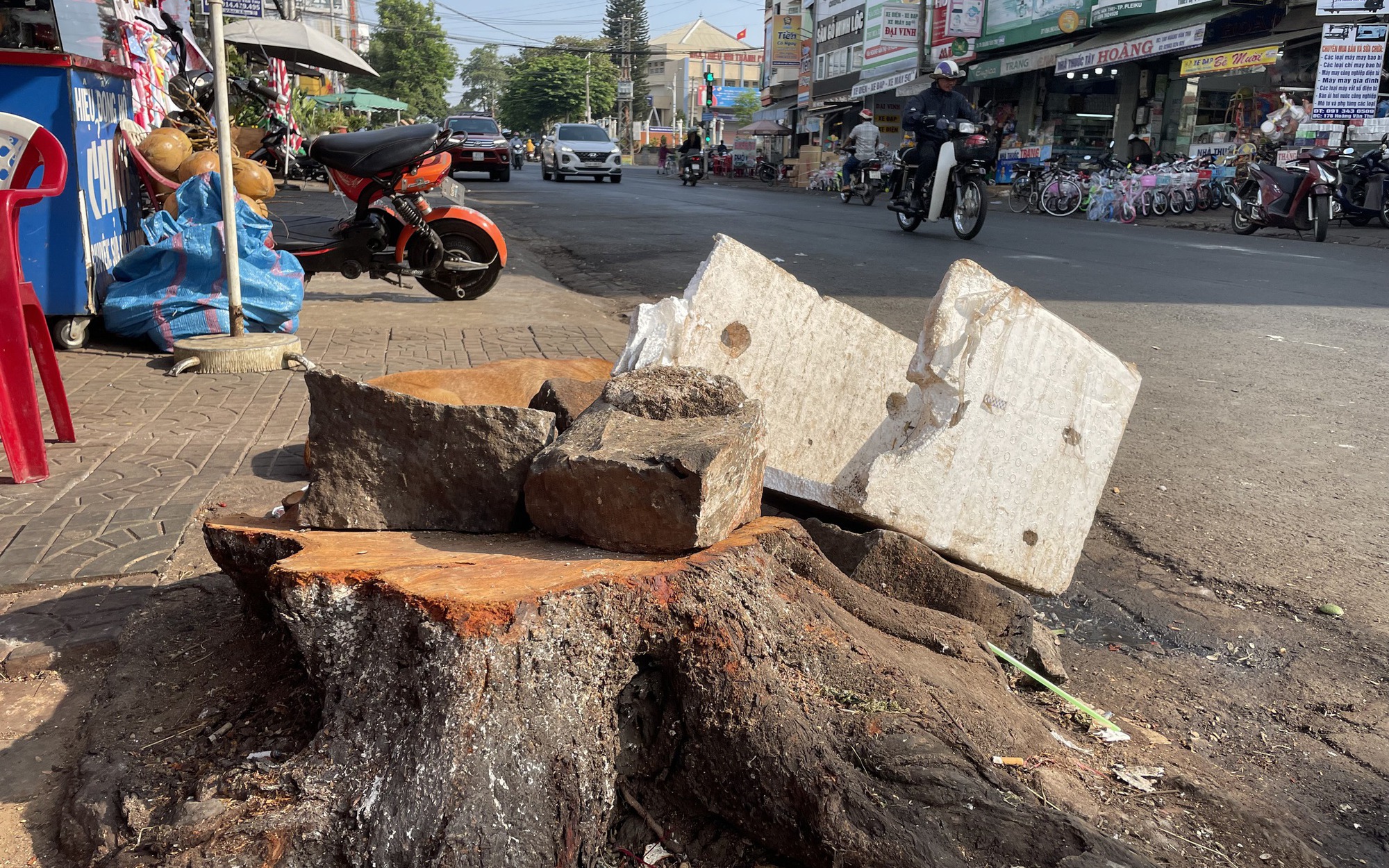 Hàng loạt cây xanh đô thị ở Gia Lai bị cưa hạ