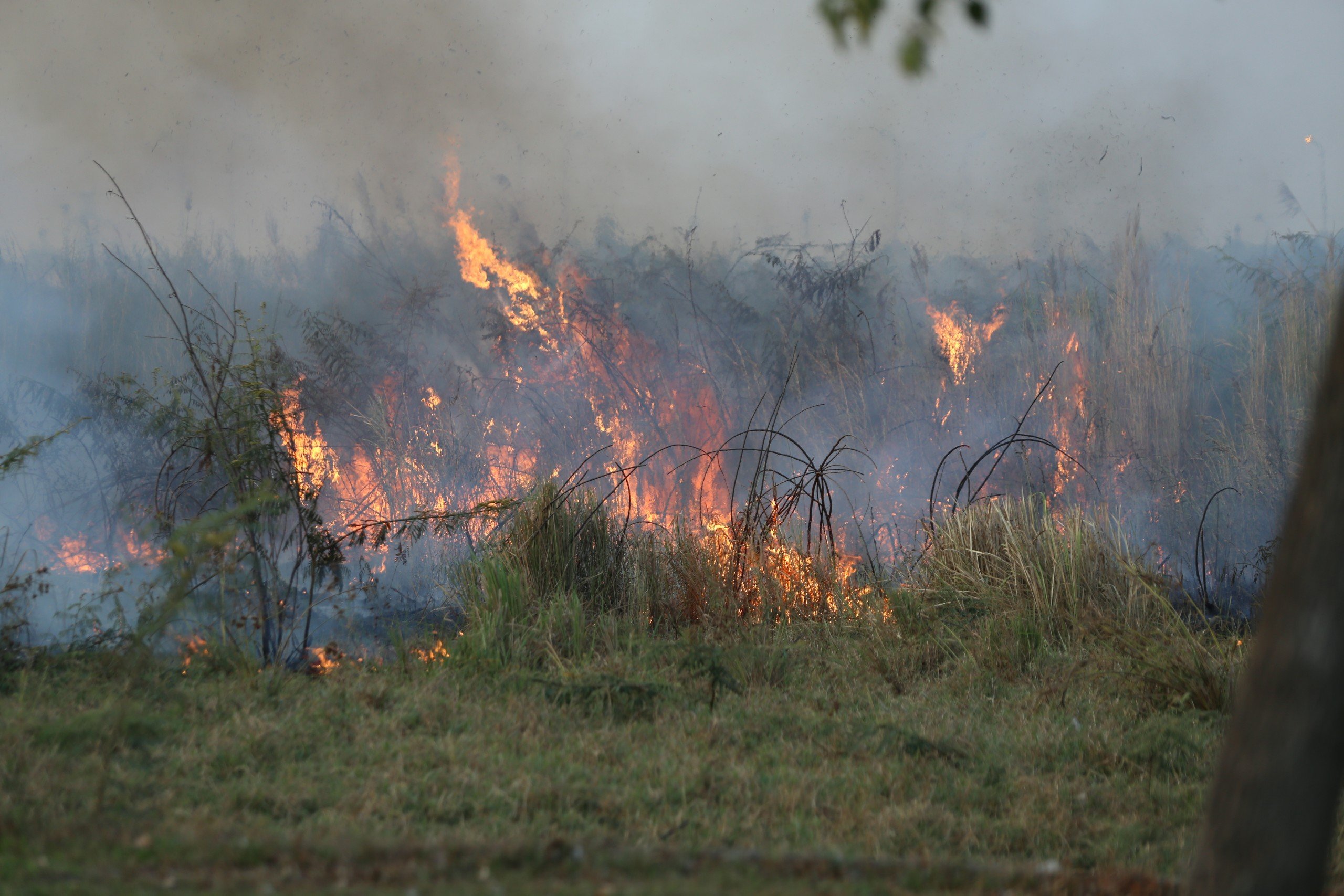 TP HCM: Cây cỏ ở Khu Công nghệ cao cháy ngùn ngụt, khu Đại học Quốc gia bị ảnh hưởng- Ảnh 1. TP HCM: Cây cỏ ở Khu Công nghệ cao cháy ngùn ngụt, khu Đại học Quốc gia bị ảnh hưởng- Ảnh 1.