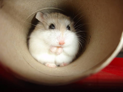 Chuột hamster, còn gọi là chuột đuôi cụt hoặc chuột đất vàng, là một loài động vật gặm nhấm thuộc phân họ Cricetinae  Ảnh: QUỐC THẮNG