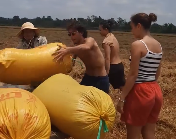 CLIP: Du khách nước ngoài thích thú xuống ruộng thu hoạch lúa với nông dân miền Tây- Ảnh 1.