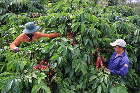 Nhờ chủ trương tái canh cà phê mà chúng ta không cần tăng diện tích vẫn bảo đảm được sản lượng và chất lượng.  Trong ảnh: Thu hoạch cà phê ở Đắk Lắk Ảnh: CAO NGUYÊN
