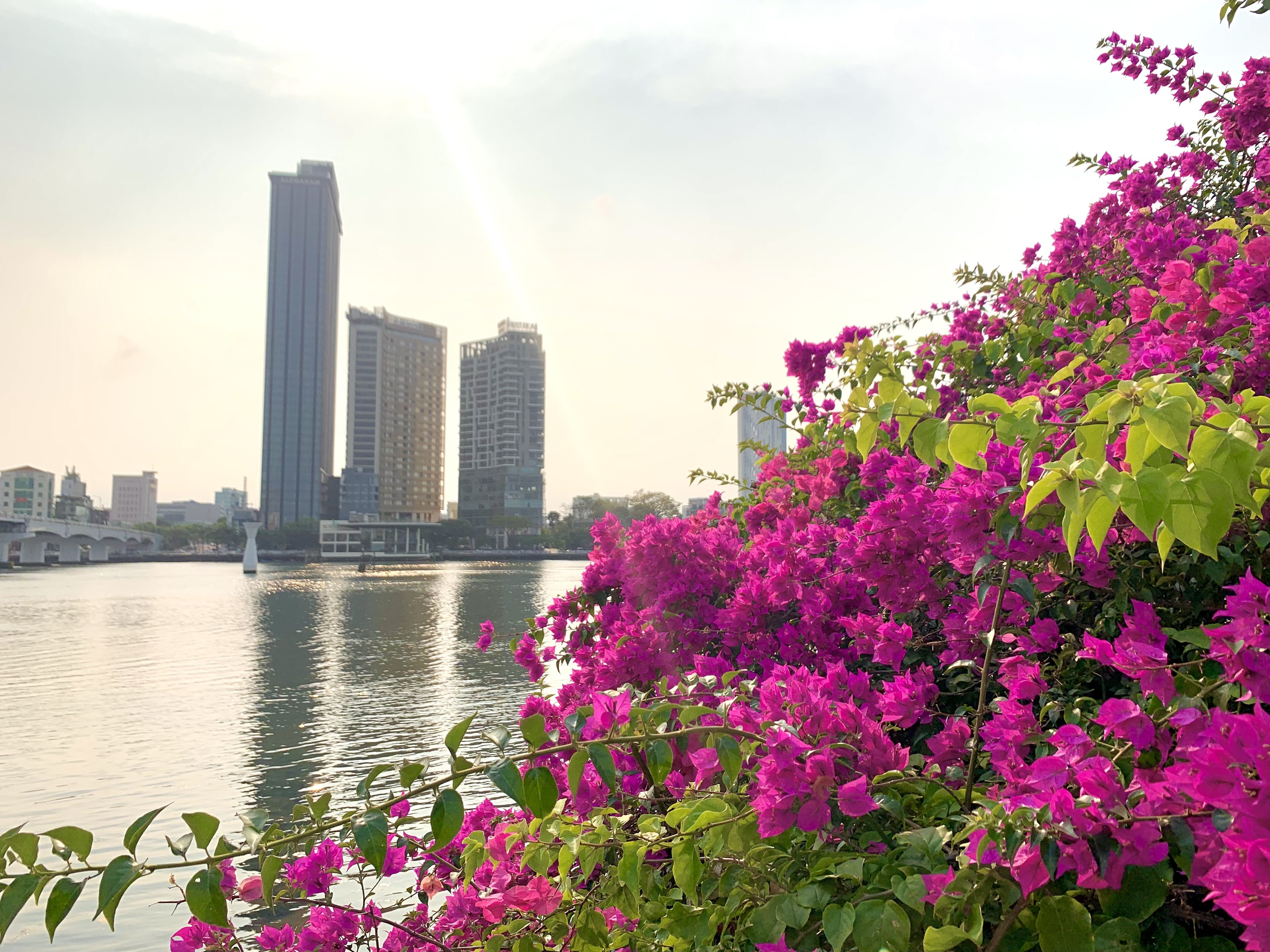 Giới trẻ Đà Nẵng “phát sốt” với mùa hoa giấy nở dọc bờ sông Hàn- Ảnh 11.