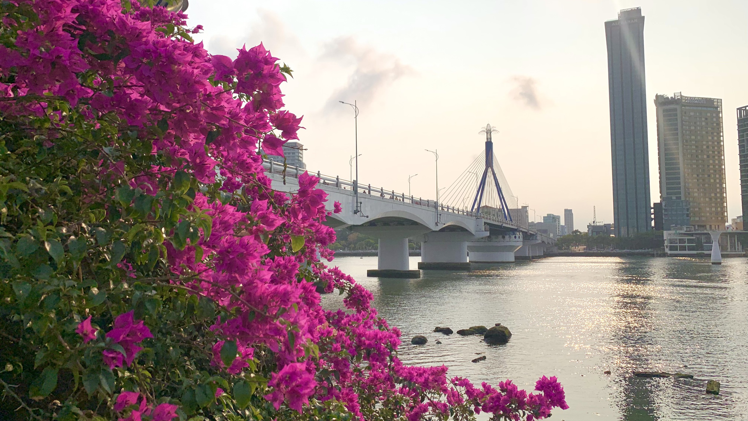 Giới trẻ Đà Nẵng “phát sốt” với mùa hoa giấy nở dọc bờ sông Hàn- Ảnh 2.