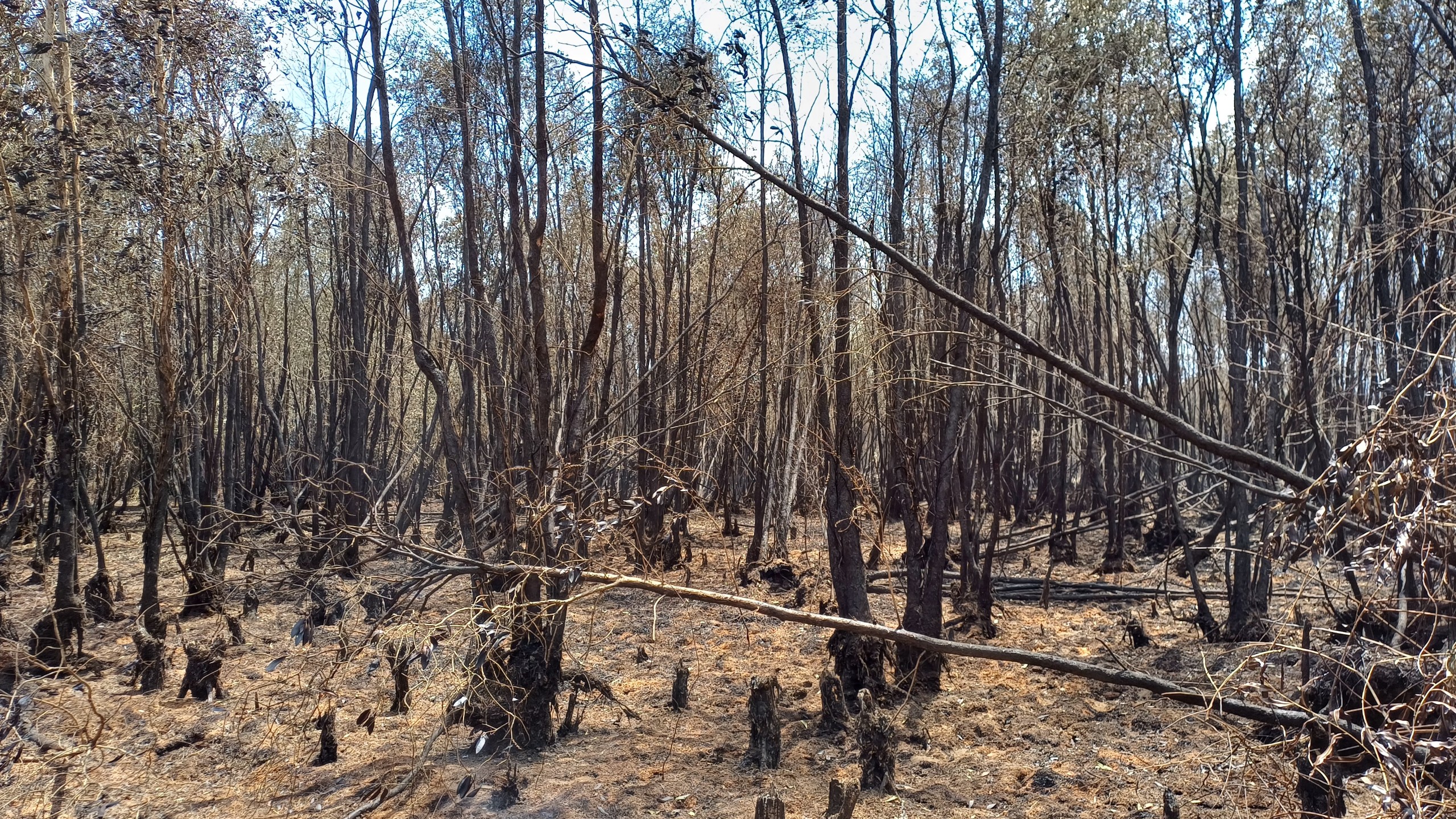  Khung cảnh hoang tàn sau 16 giờ cháy rừng tràm Cà Mau - Ảnh 10.