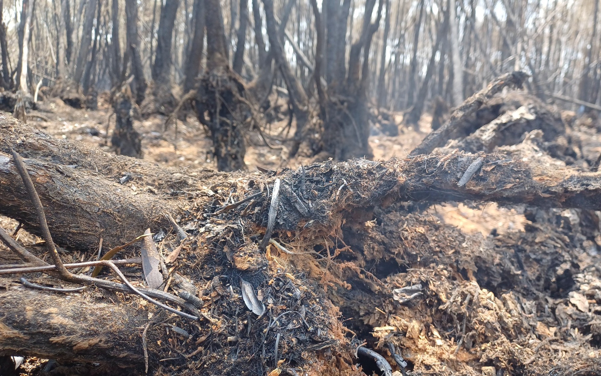 Khung cảnh hoang tàn sau 16 giờ cháy rừng tràm Cà Mau
