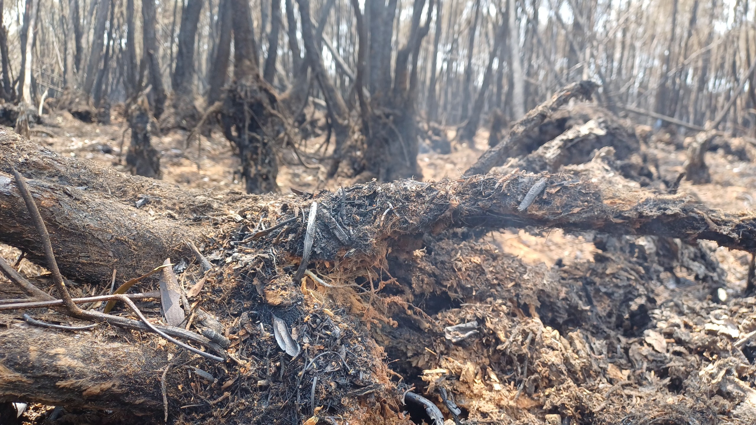  Khung cảnh hoang tàn sau 16 giờ cháy rừng tràm Cà Mau - Ảnh 11.