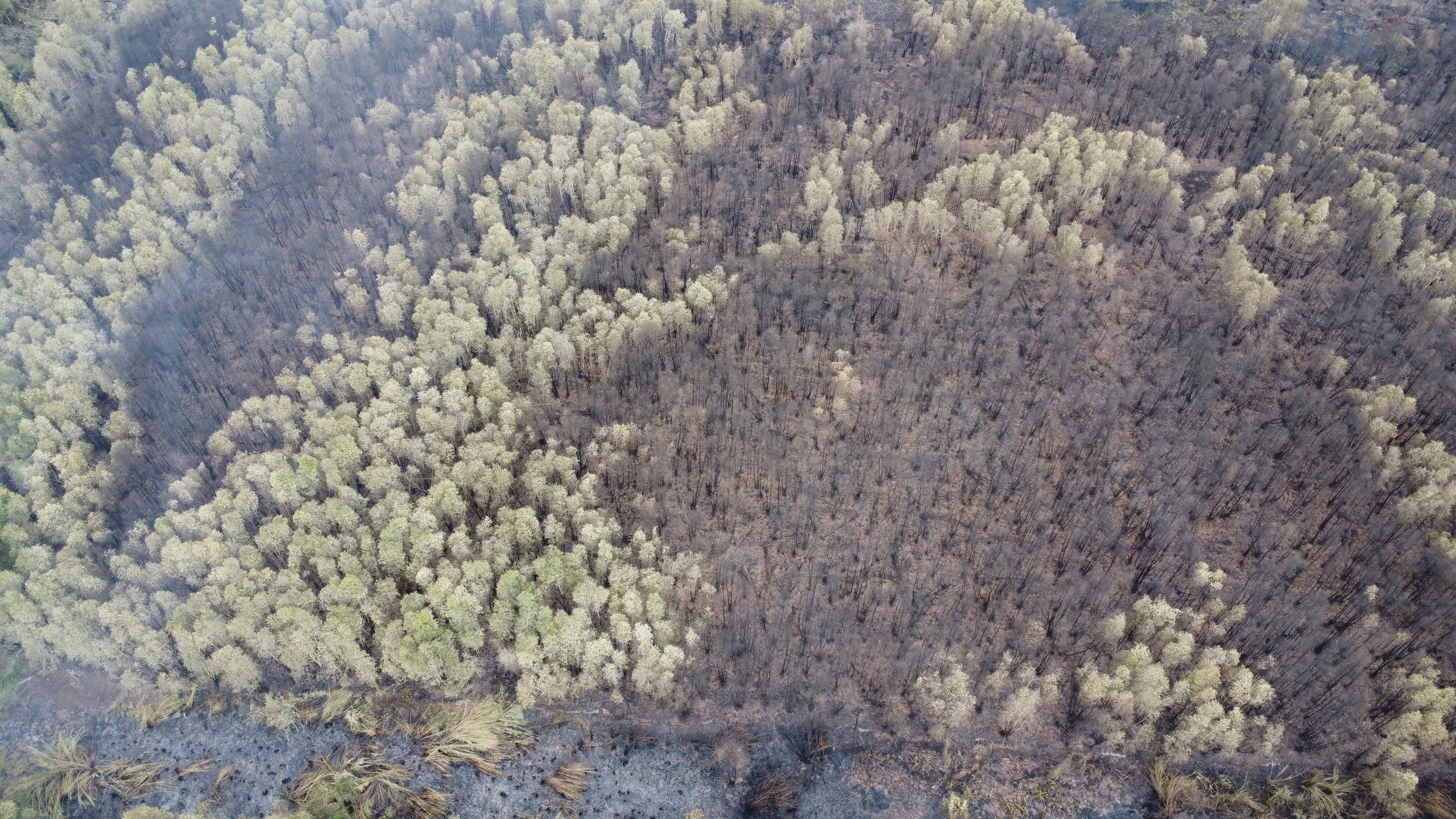  Khung cảnh hoang tàn sau 16 giờ cháy rừng tràm Cà Mau - Ảnh 8.